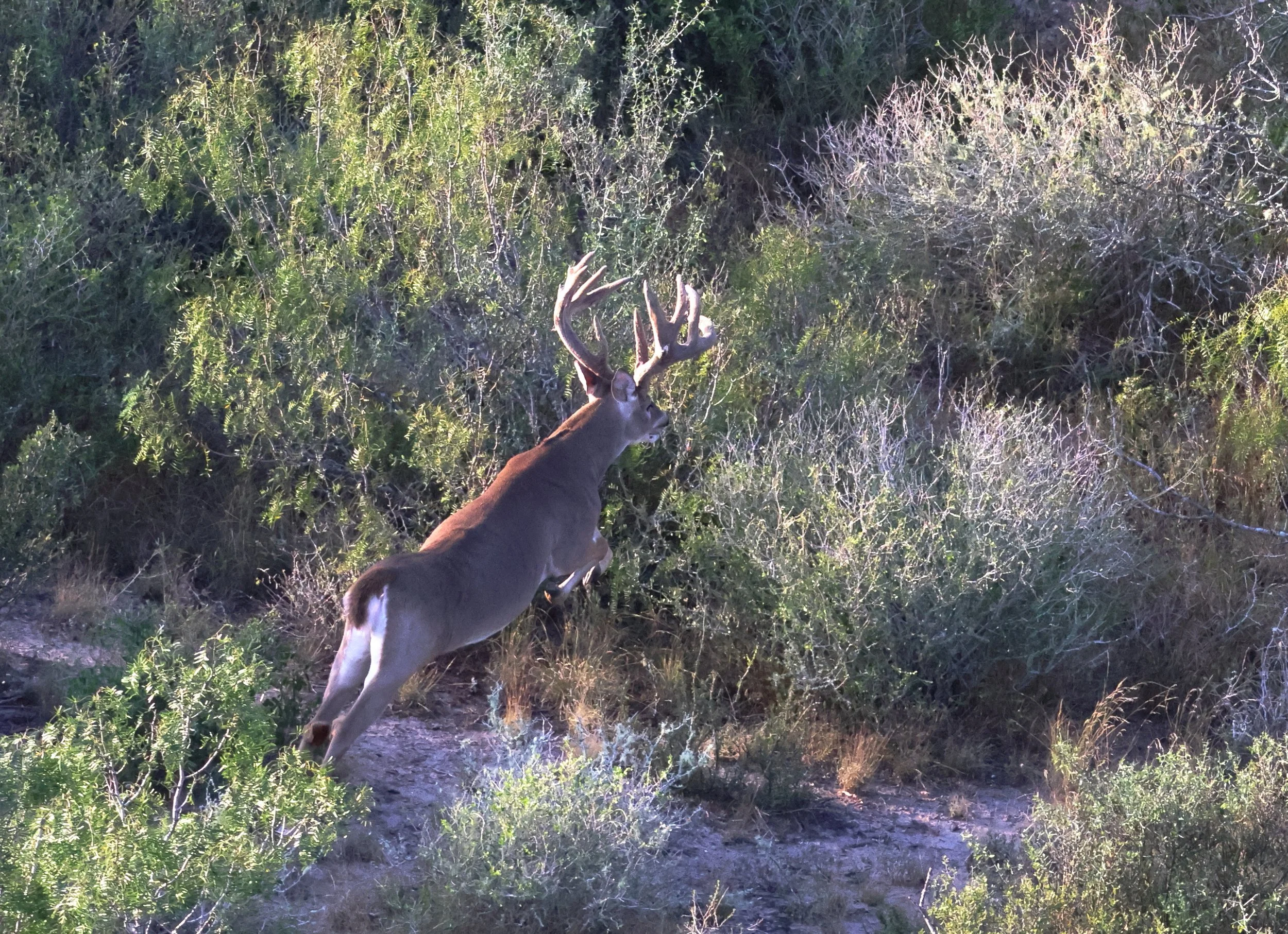 deer_27.JPG