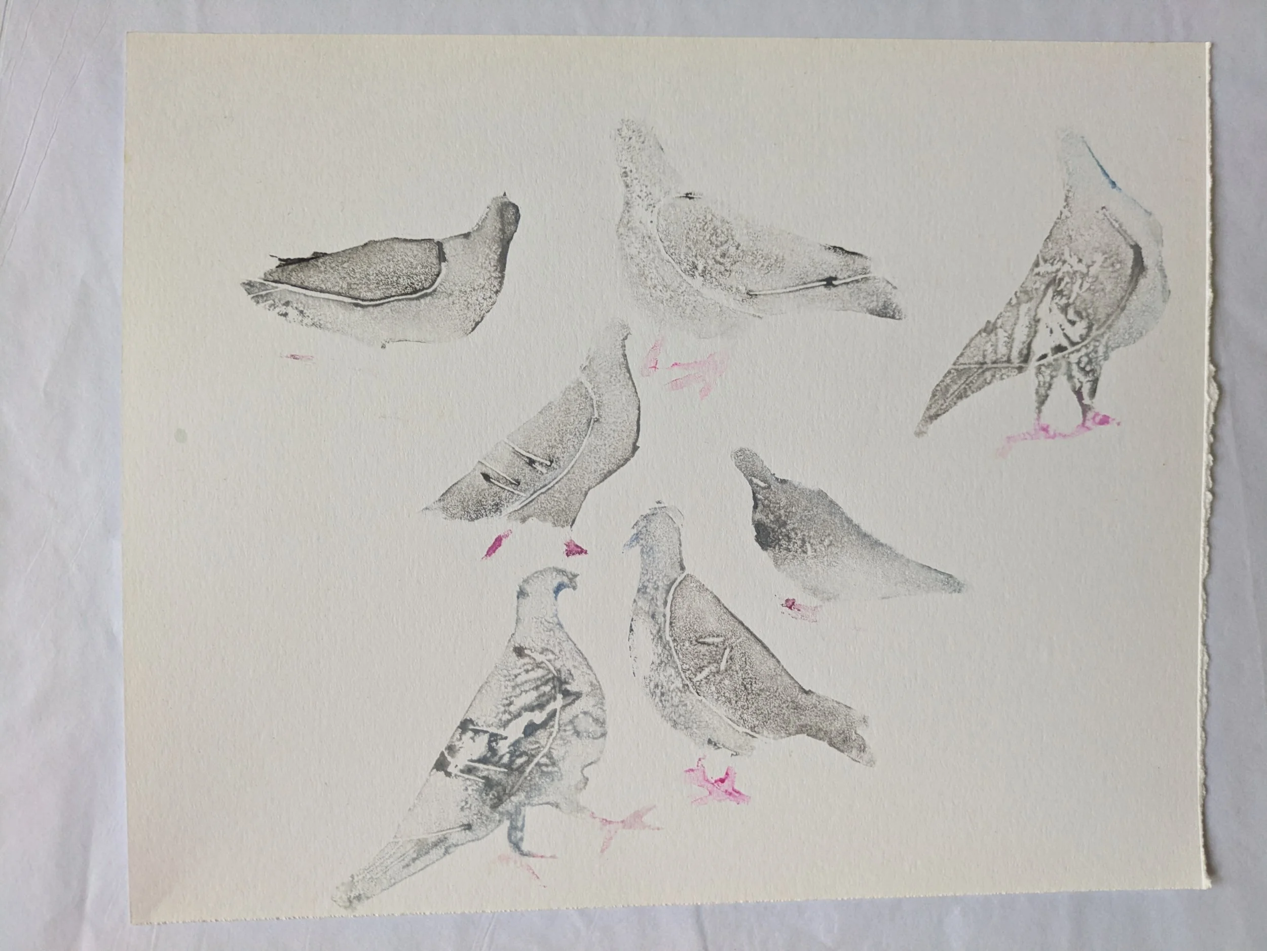 Grouping of Pigeons.jpg