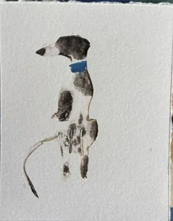 Sitting hound with Blue collar pp.jpeg