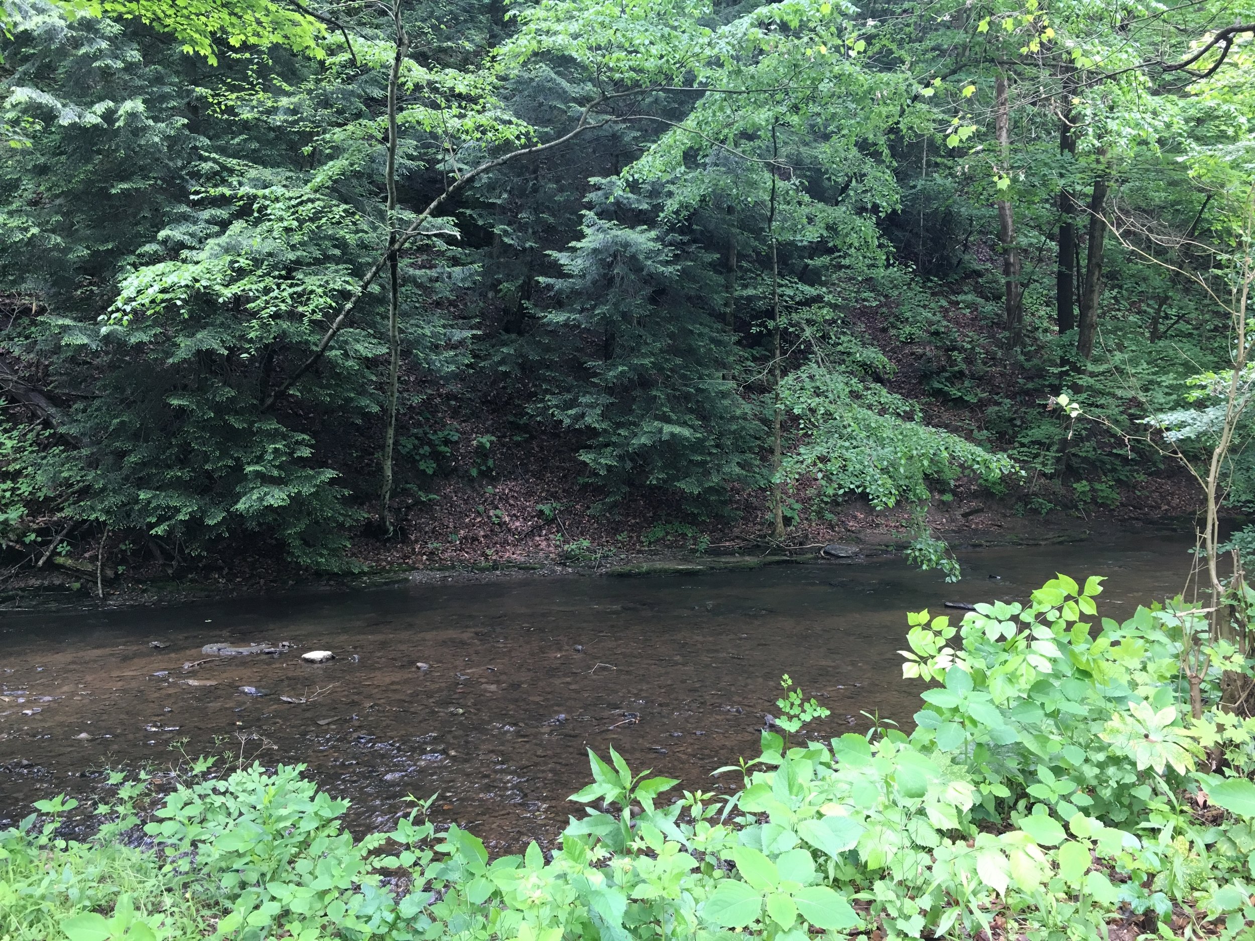 The creek was very high from all of the recent Spring rains.