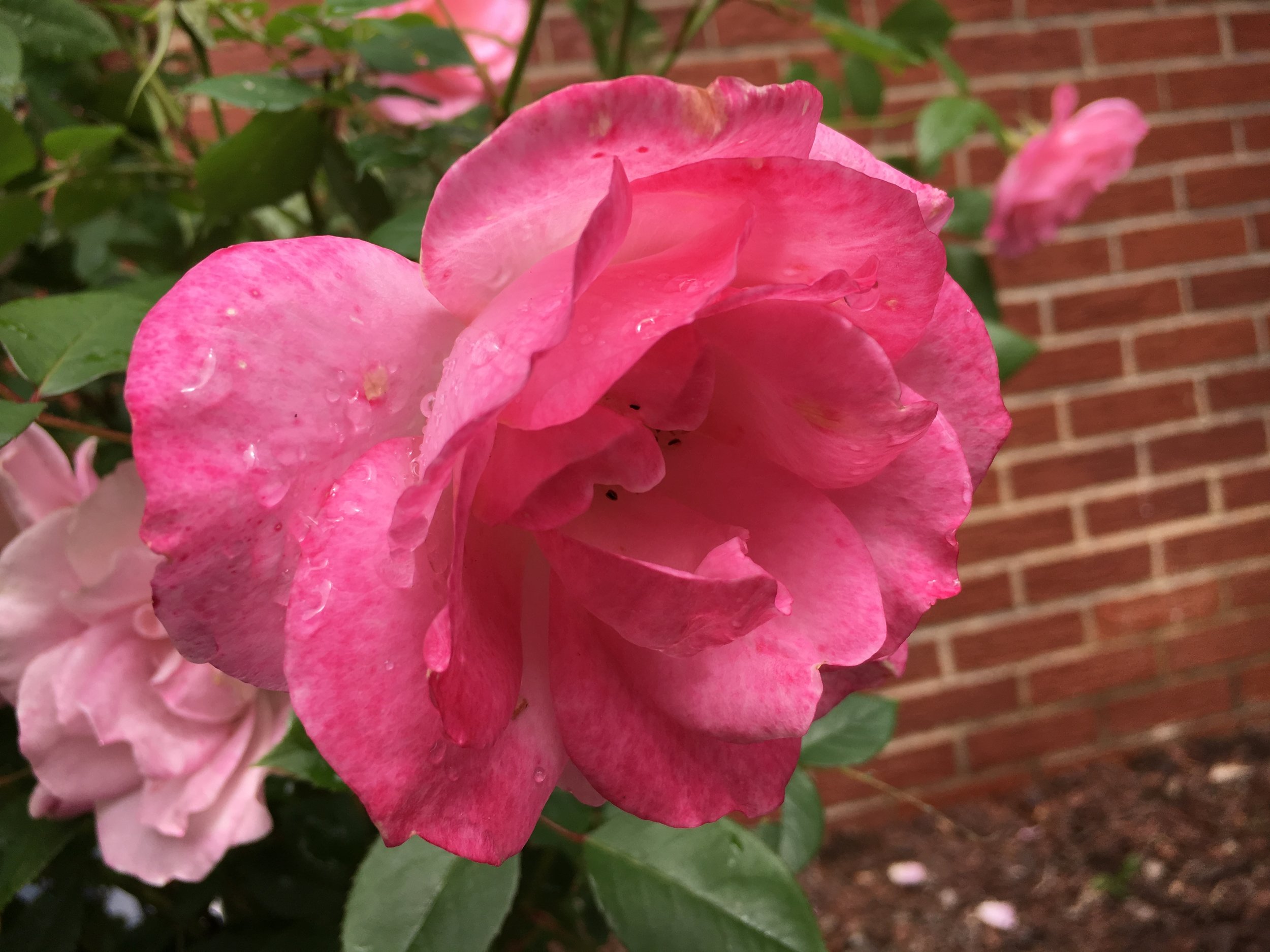 Days of rain and roses.