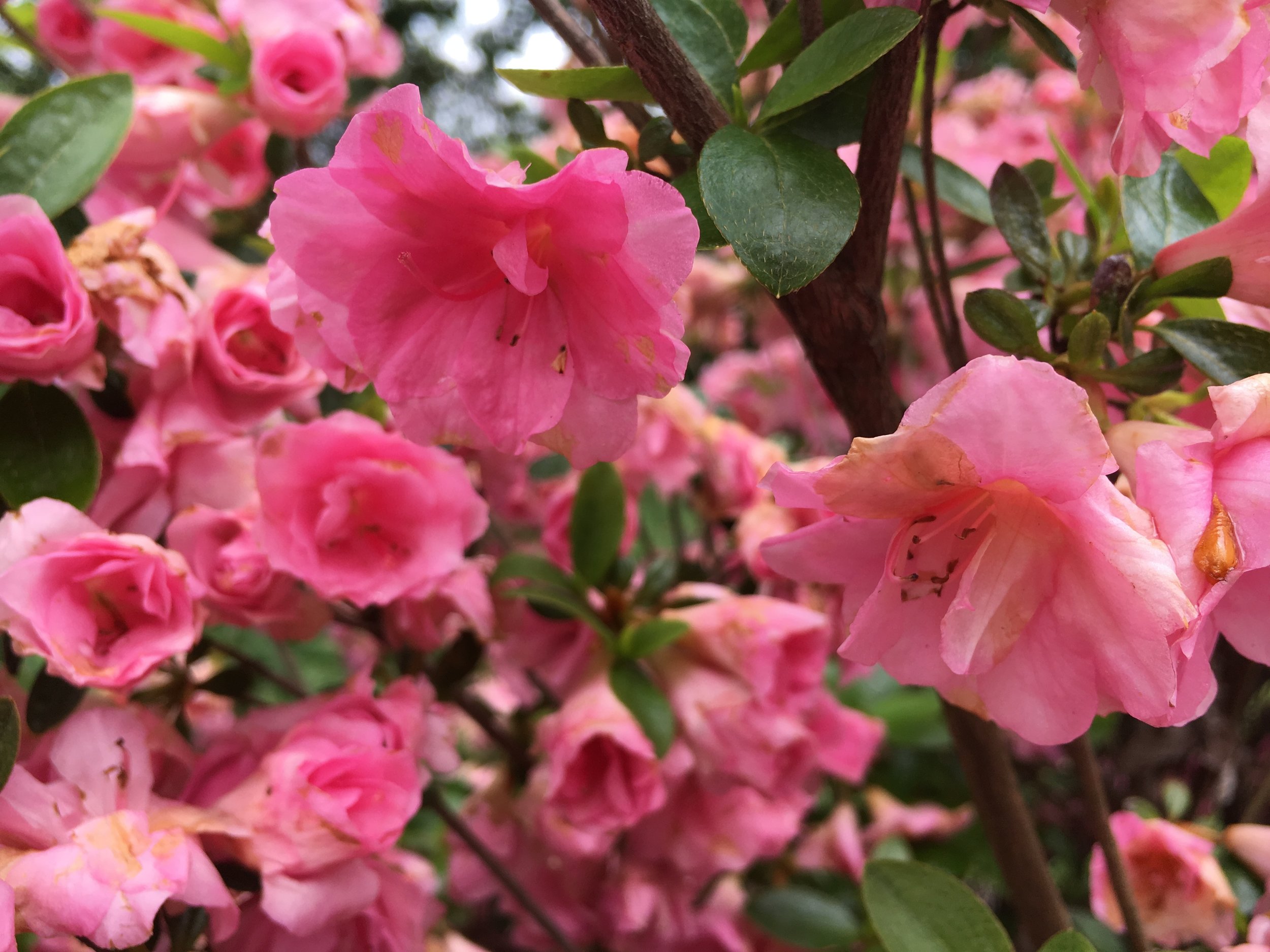 ...and endless azaleas in bloom.