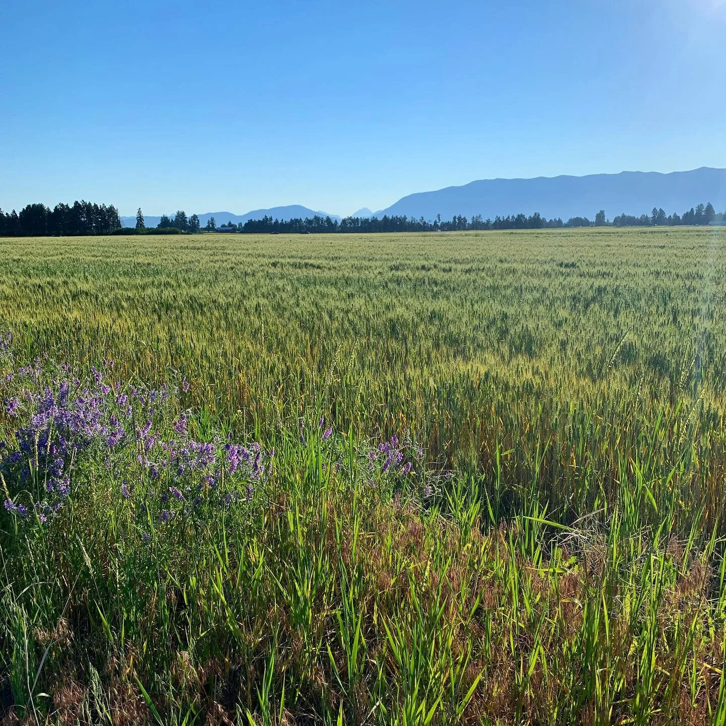 Glacier views. #montana #kalispell #summervibes