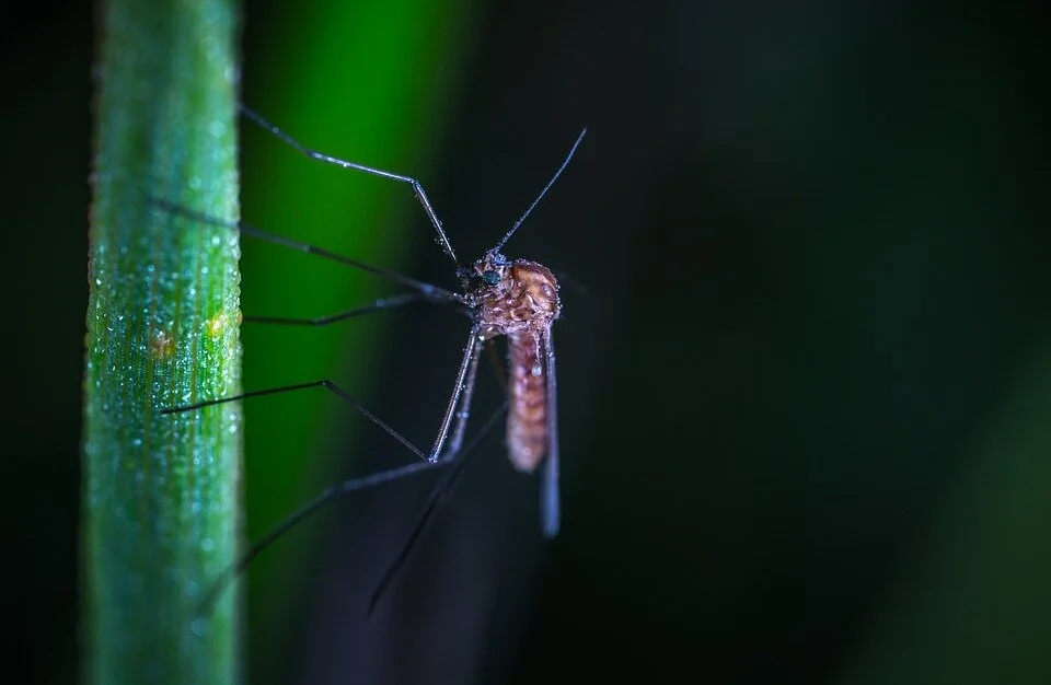 mosquito.jpg