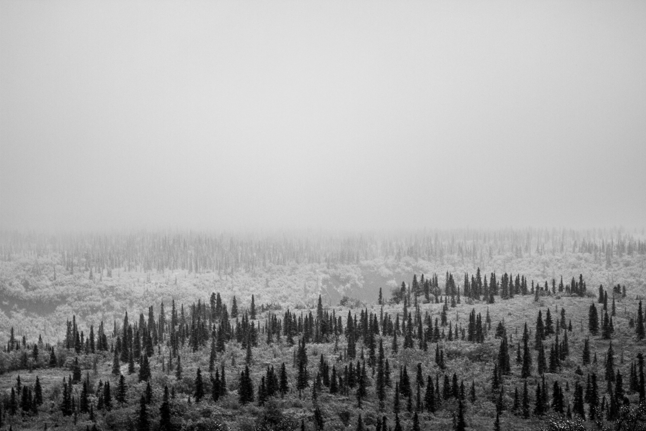 Early Morning Snow