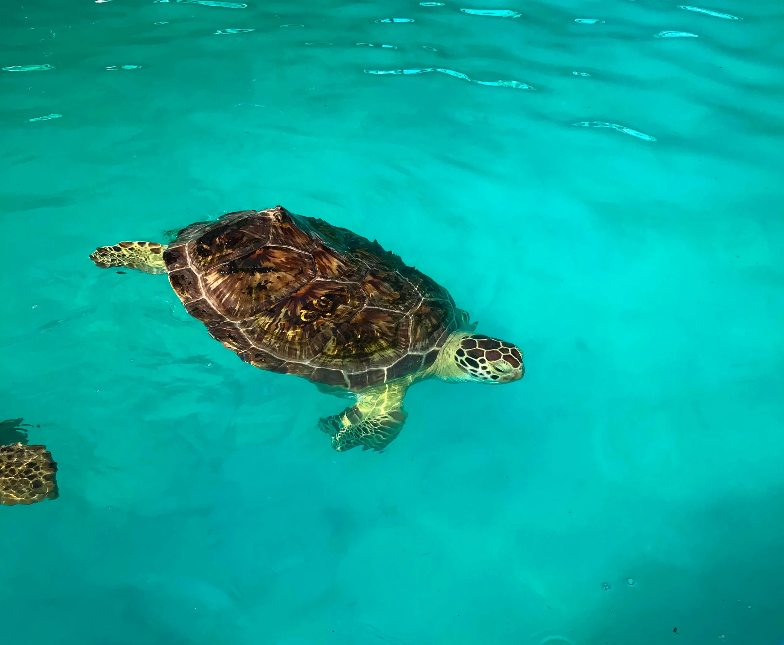 Visiting the turtles at the Turtle Hospital.