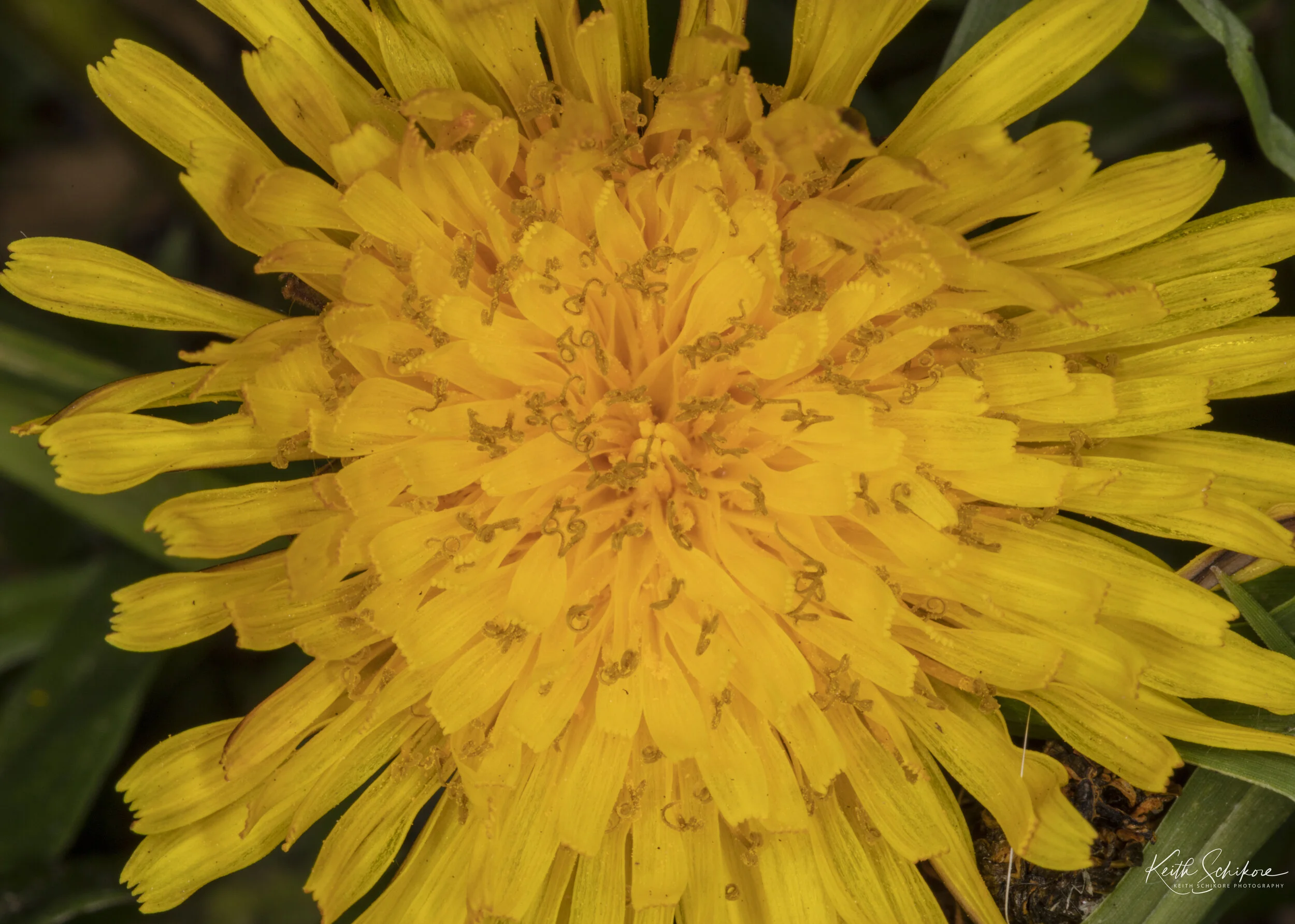 Web Photos Macro-2.jpg