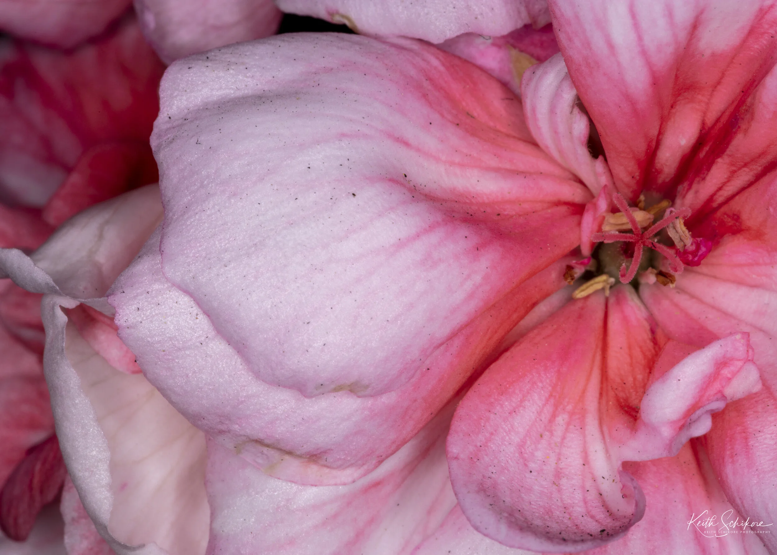 Web Photos Macro-1.jpg