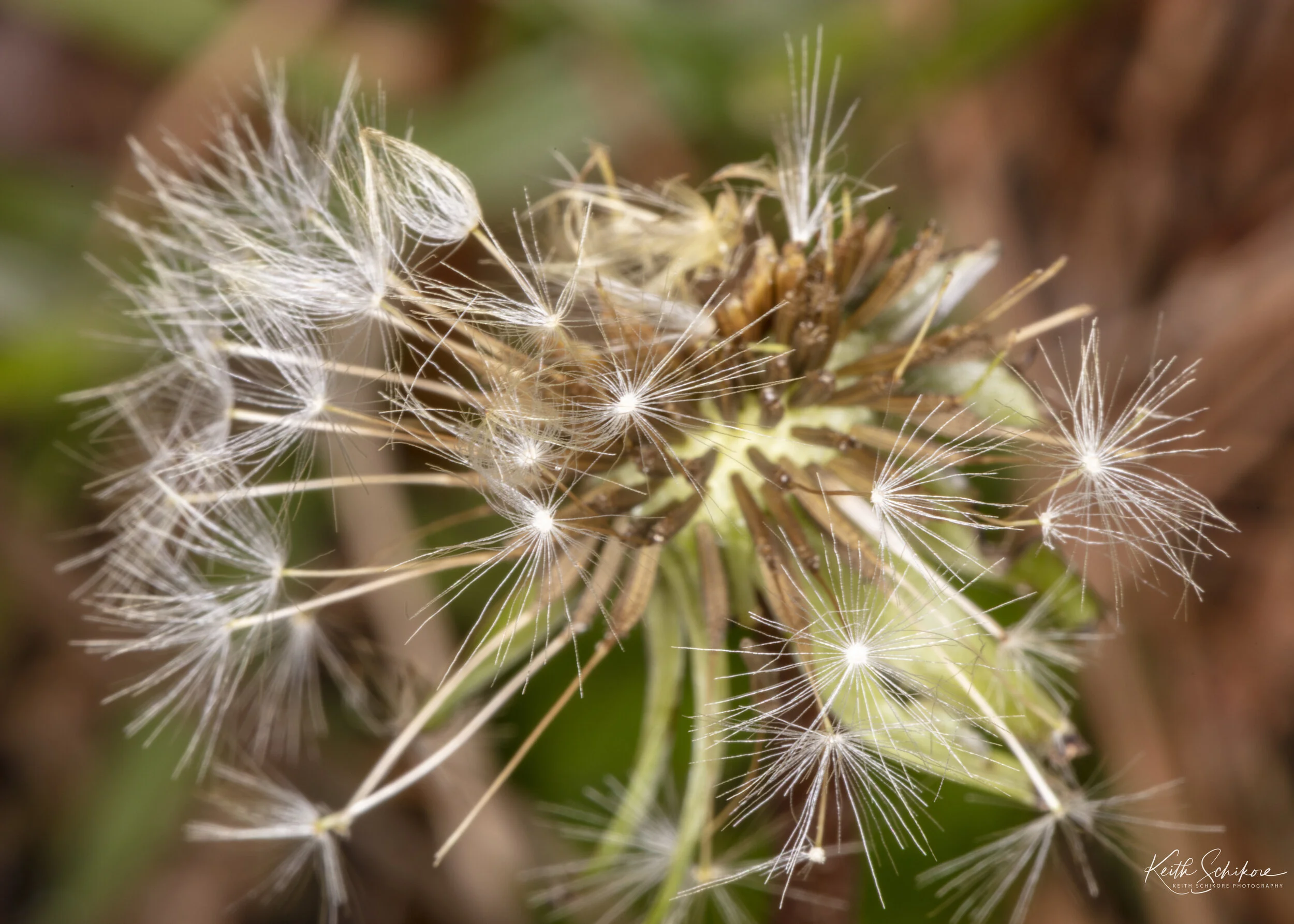 Web Photos Macro-3.jpg