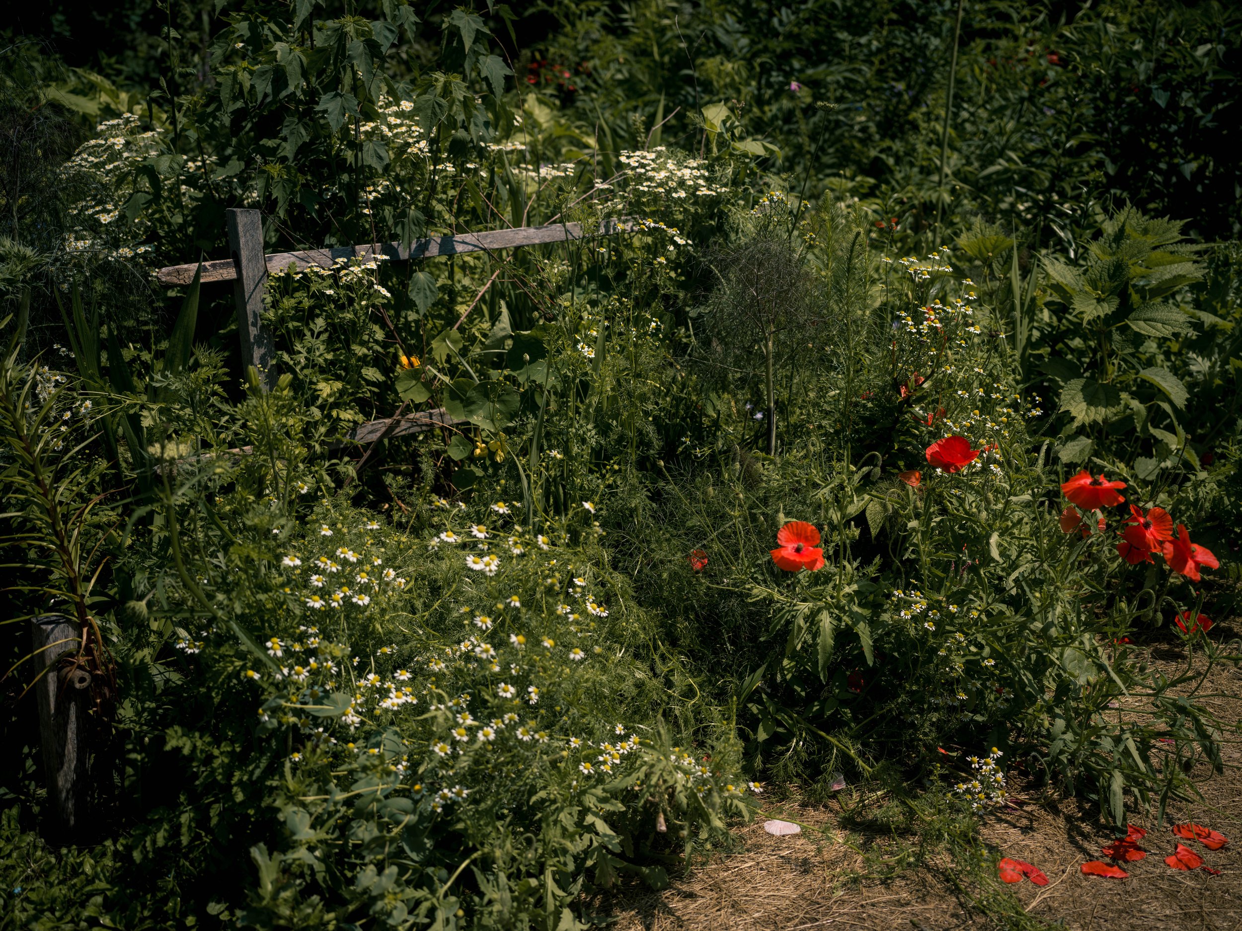 B0007271.jpg