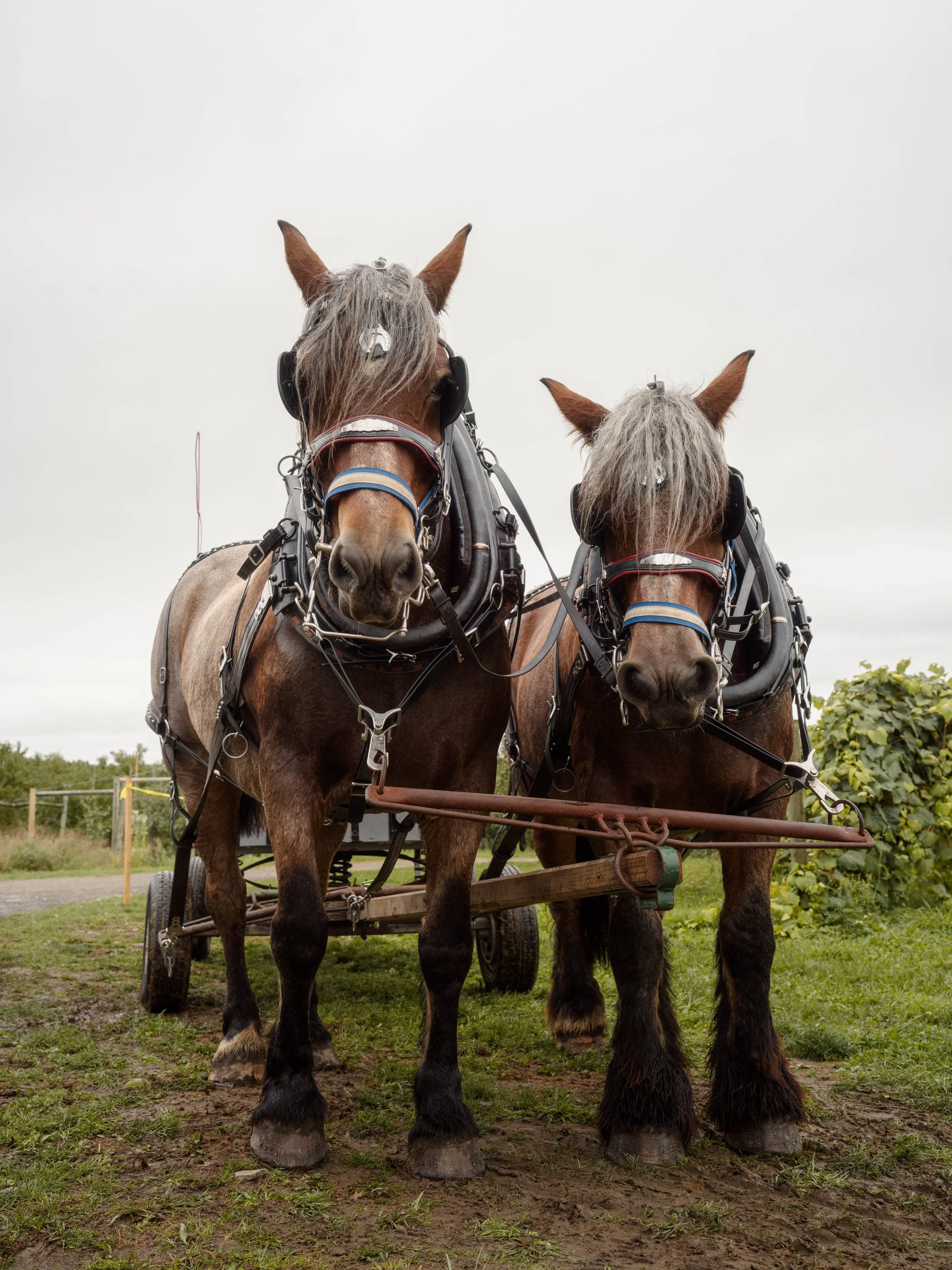Indian Creek Farm-0006611.jpg