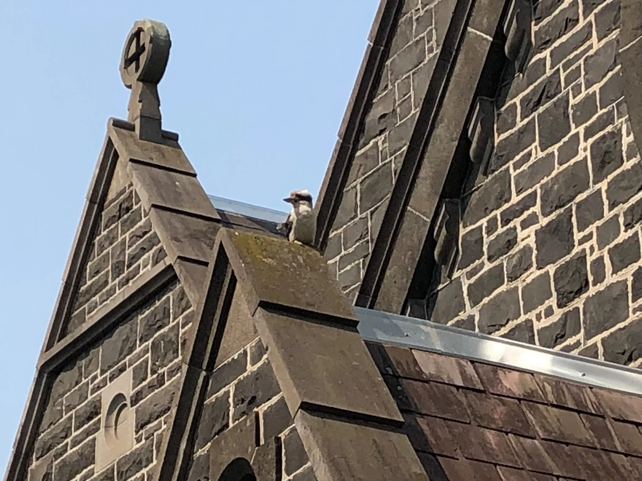 A favourite local resident...