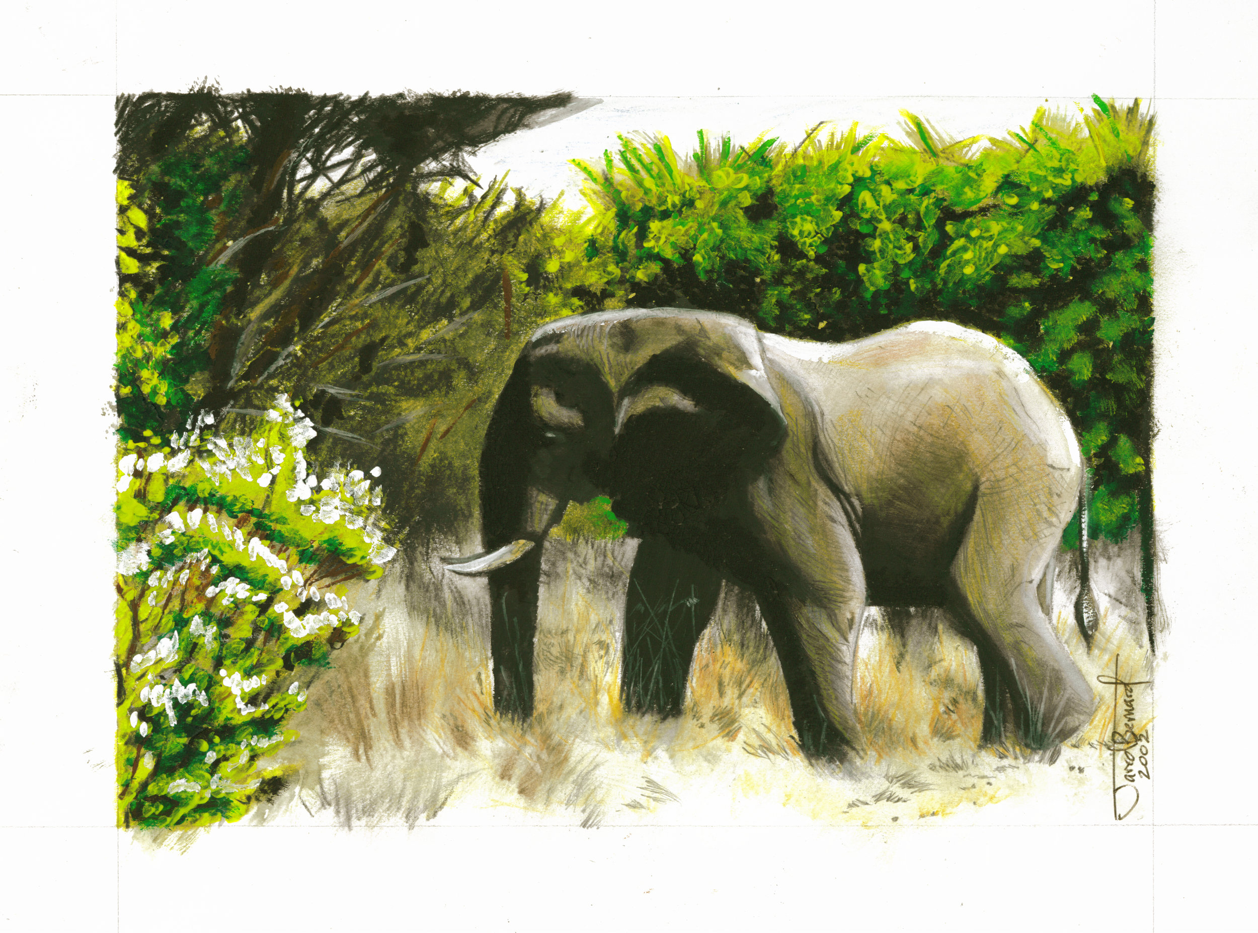 Loxodonta africana