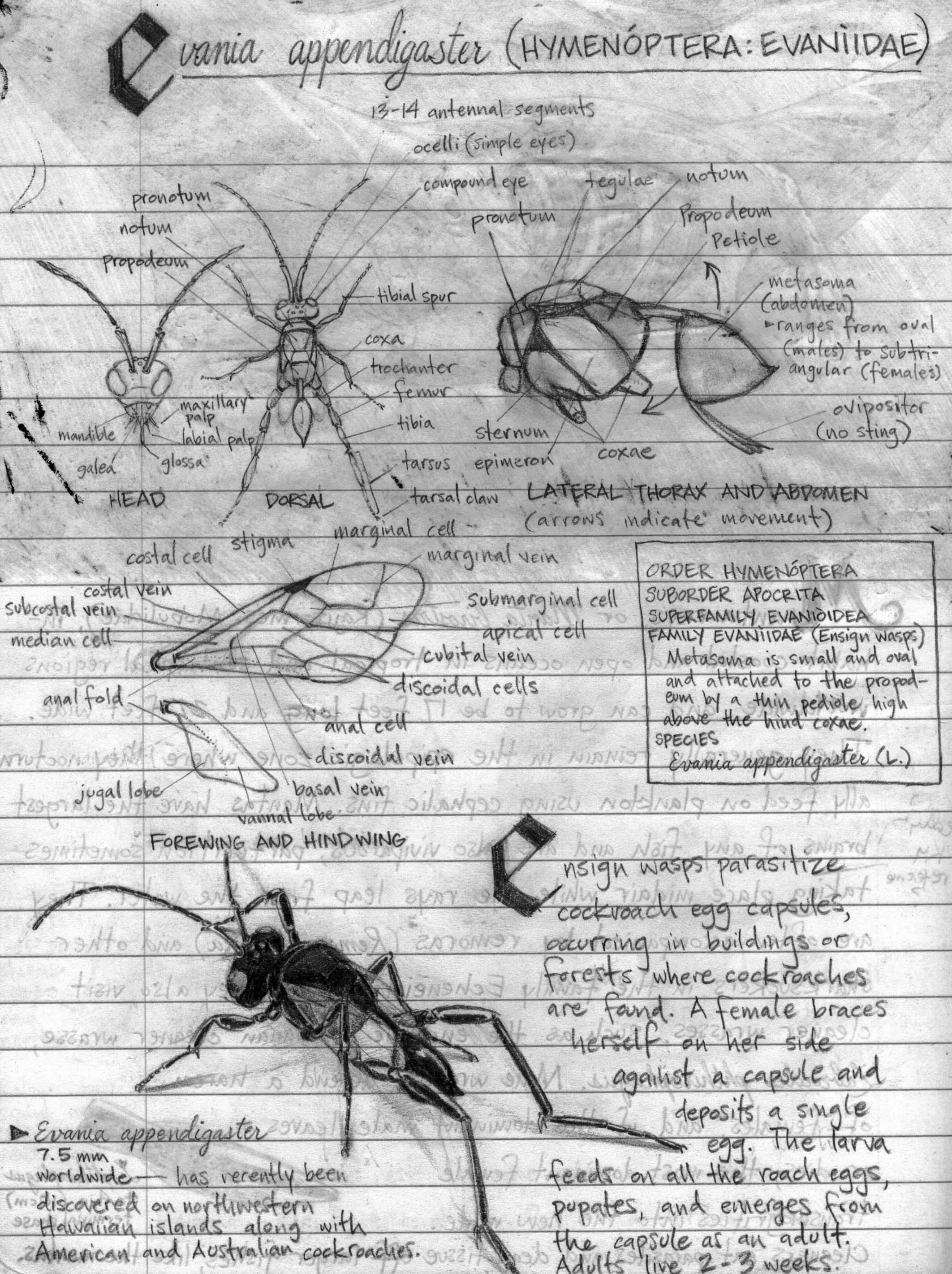 Evania appendigaster Sketches.JPG