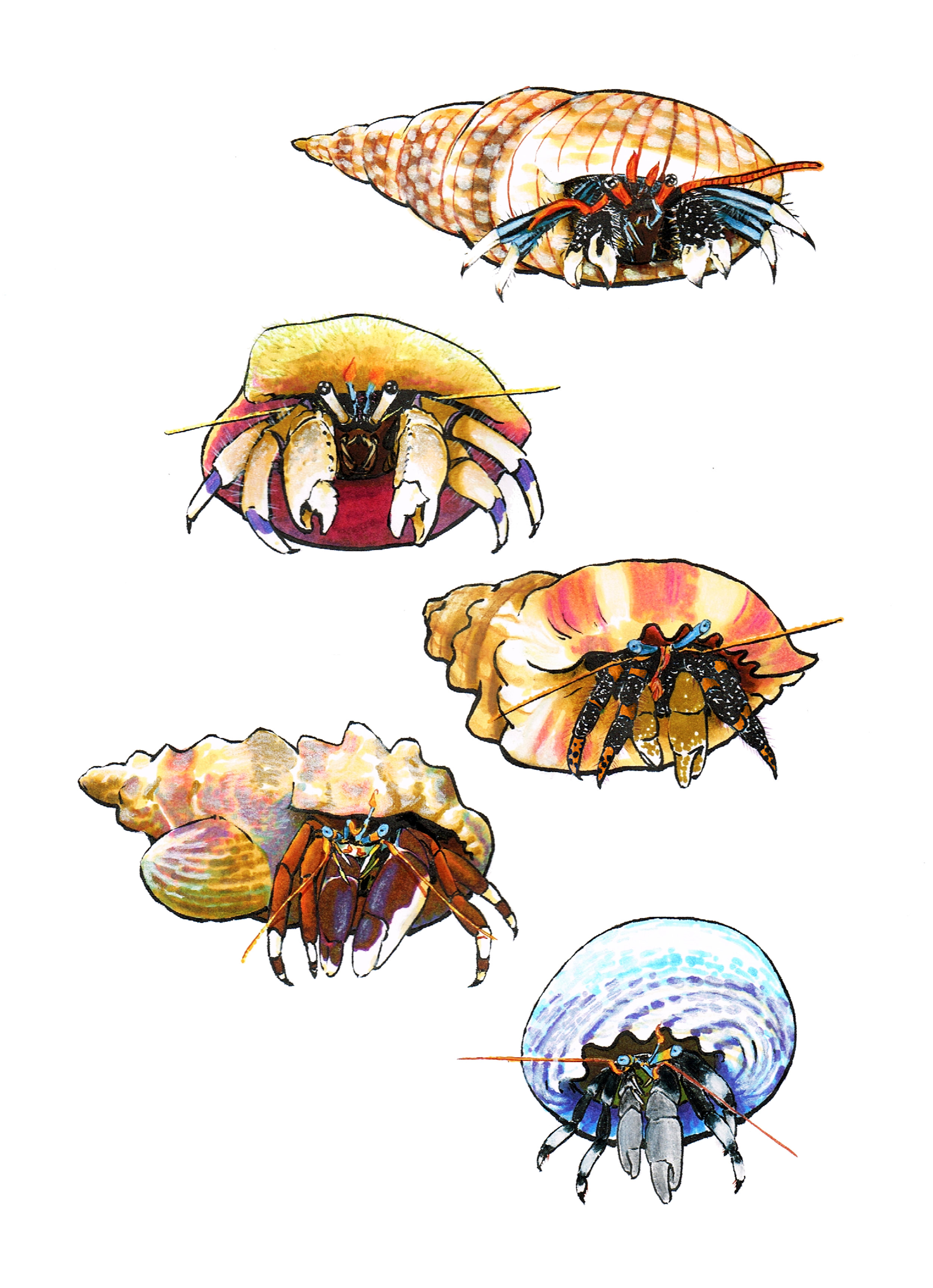 Hermit Crabs of Hawai`i.jpg