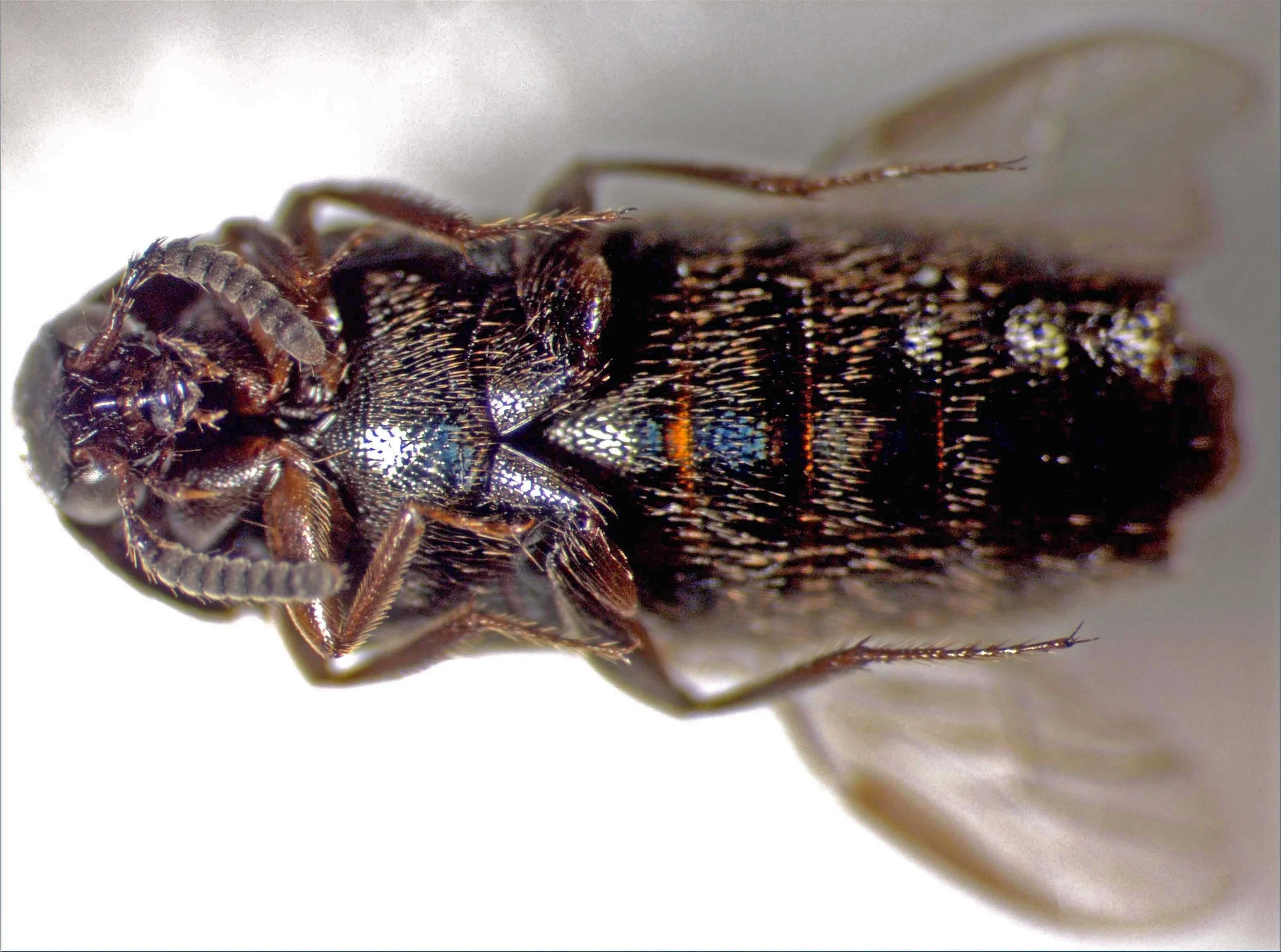 Aleochara puberula in Panaʻewa, Hawaiʻi 2004