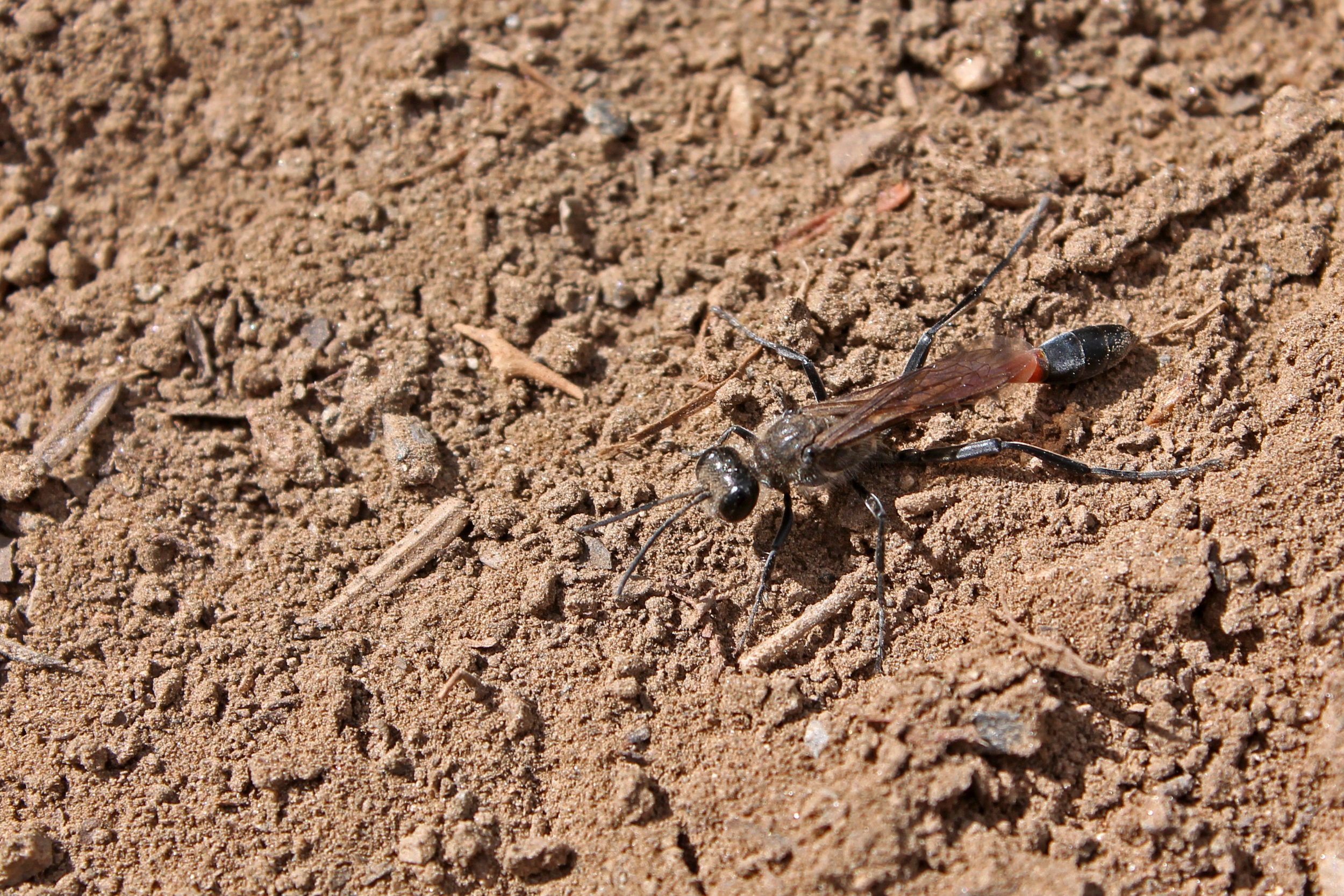 Ammophila mediata in Kluane NP, Yukon 2018