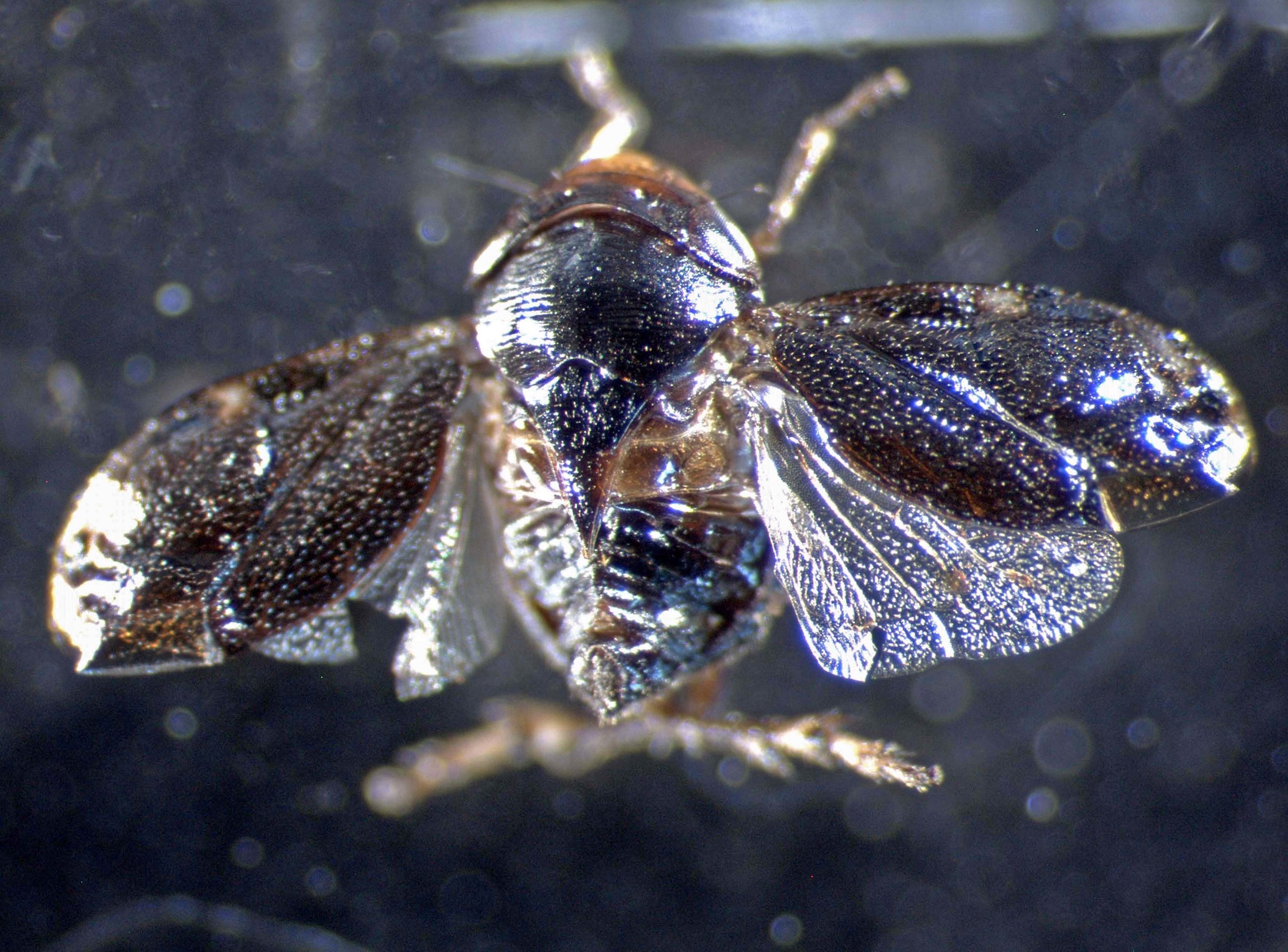 Clastoptera xanthocephala in Hilo, Hawaiʻi 2003