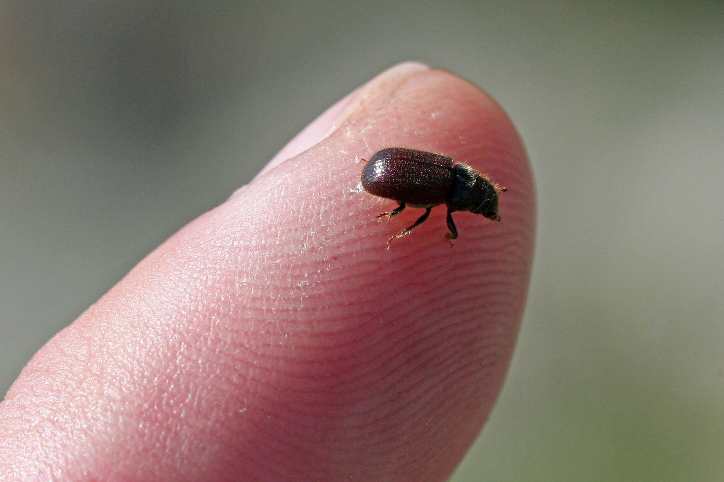 Dendroctonus ponderosae in Rocky Mountain NP, Colorado 2013