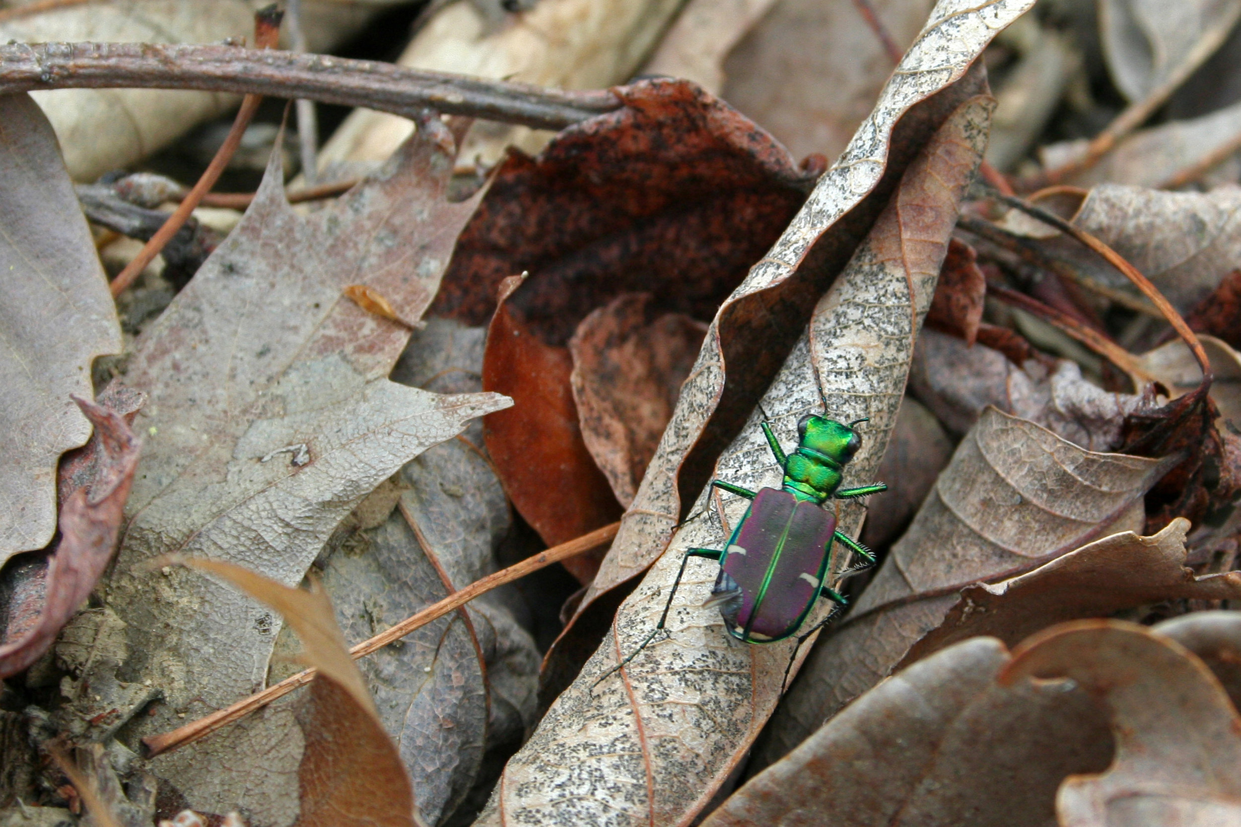 Cicindela splendida in Shenandoah NP, Virginia 2011