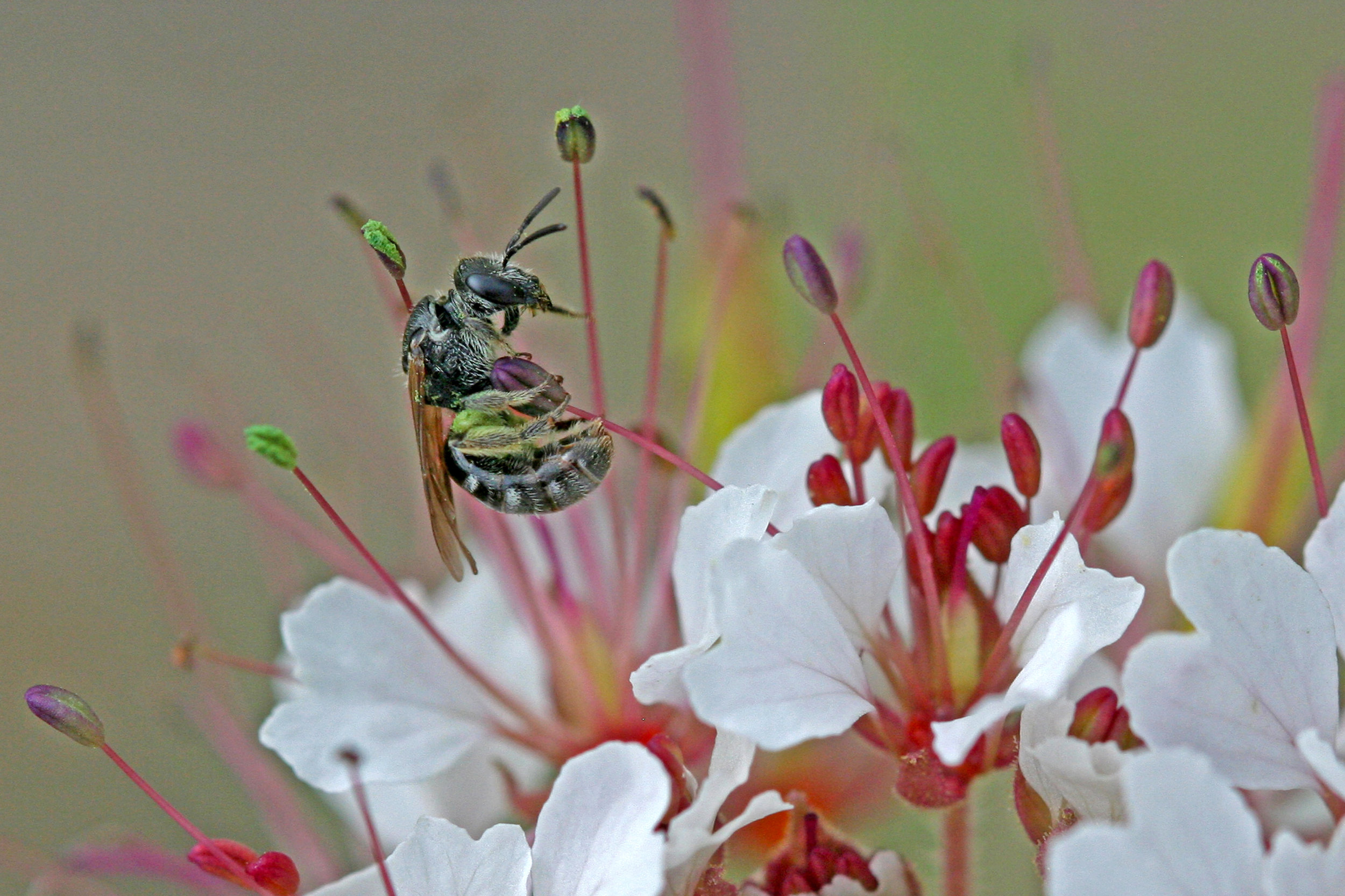 Halictus tripartitus on Polanisia dodecandra in CFB Suffield, Alberta 2013