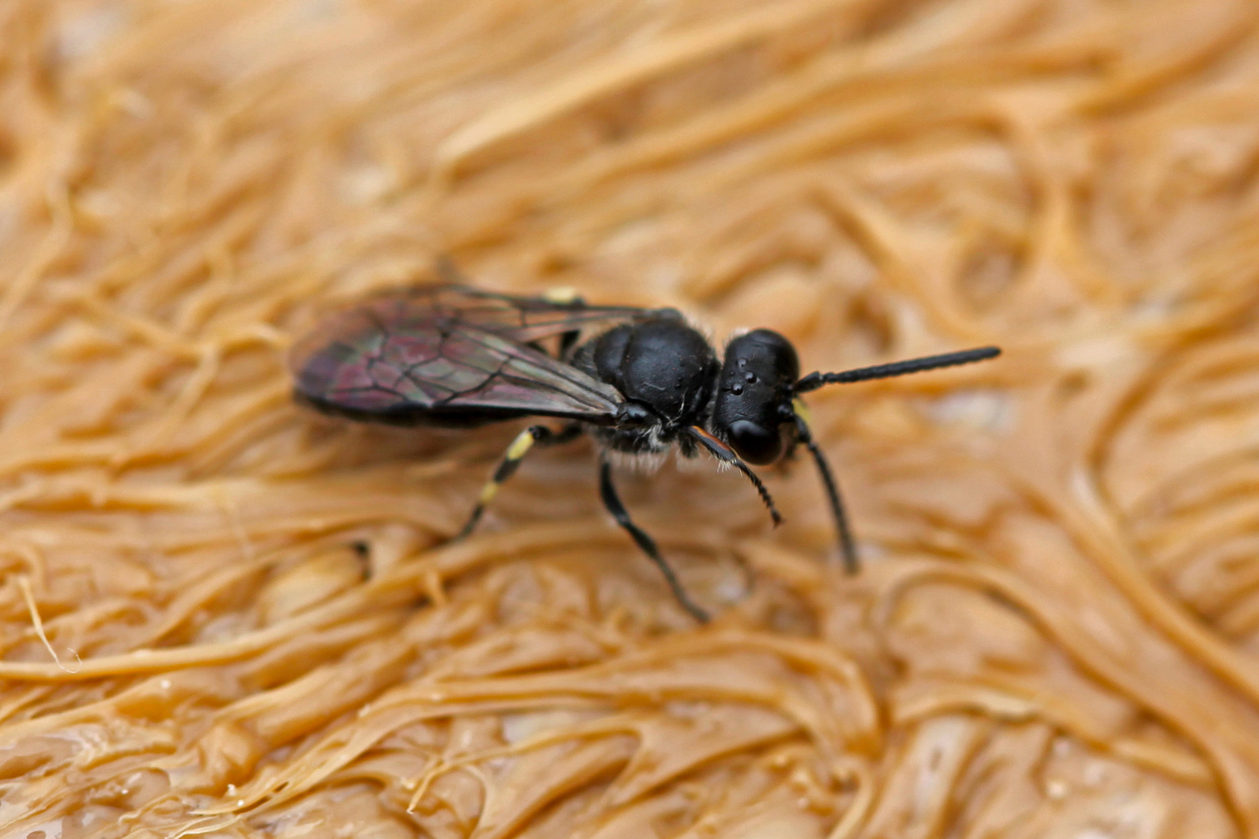 Hylaeus nivicola in Haleakala NP, Maui 2018