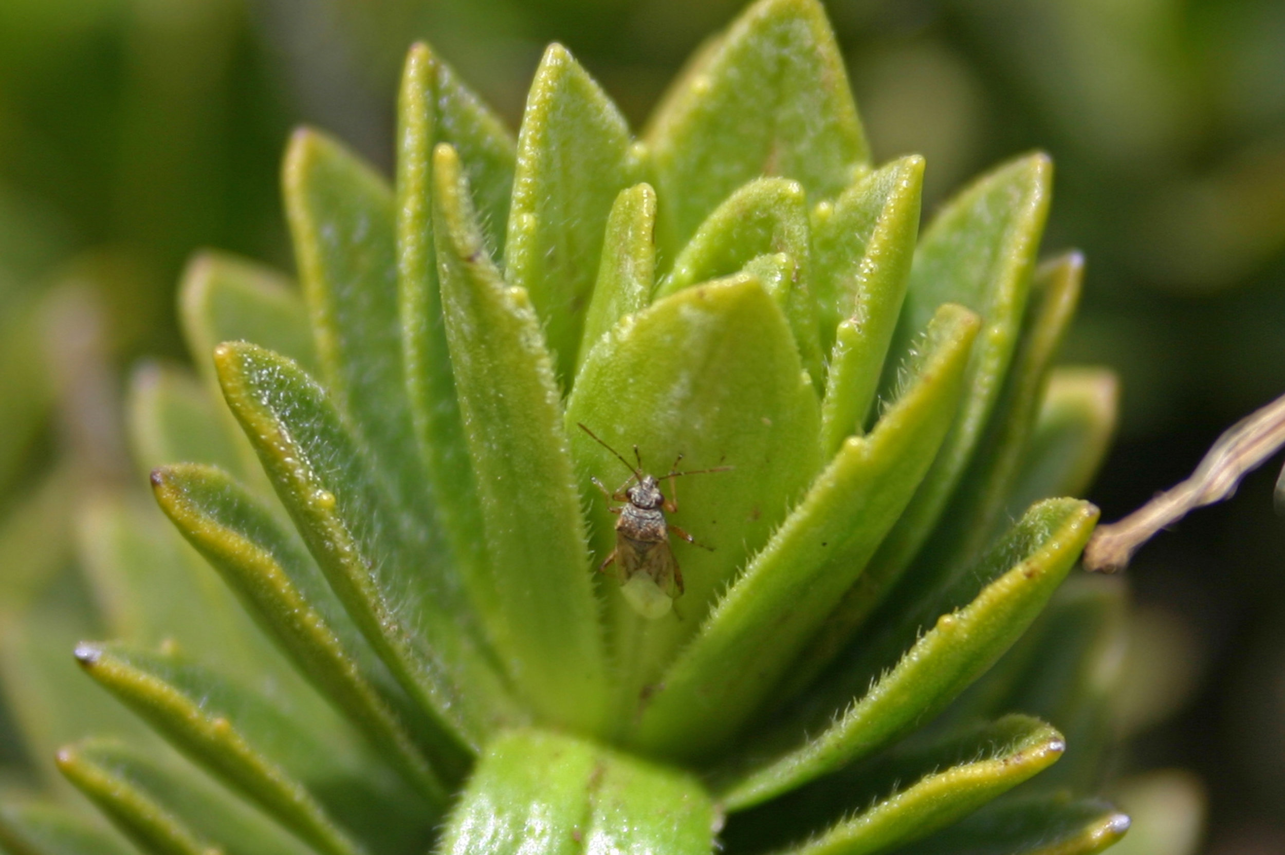 Nysius kinbergi on Dubautia menziesii in Haleakala NP, Maui 2006