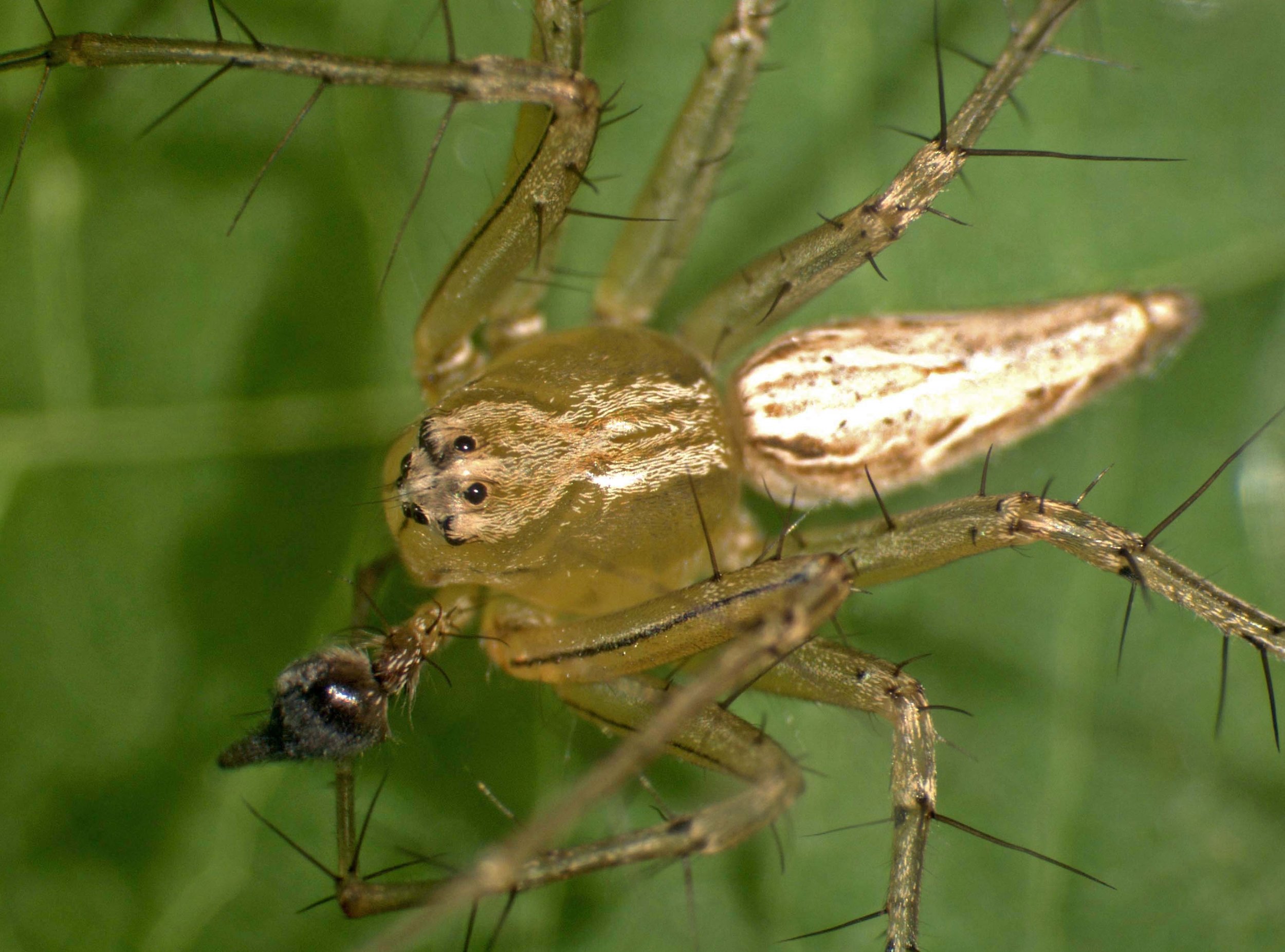 Oxyopes sertatus in Hilo, Hawaiʻi 2004