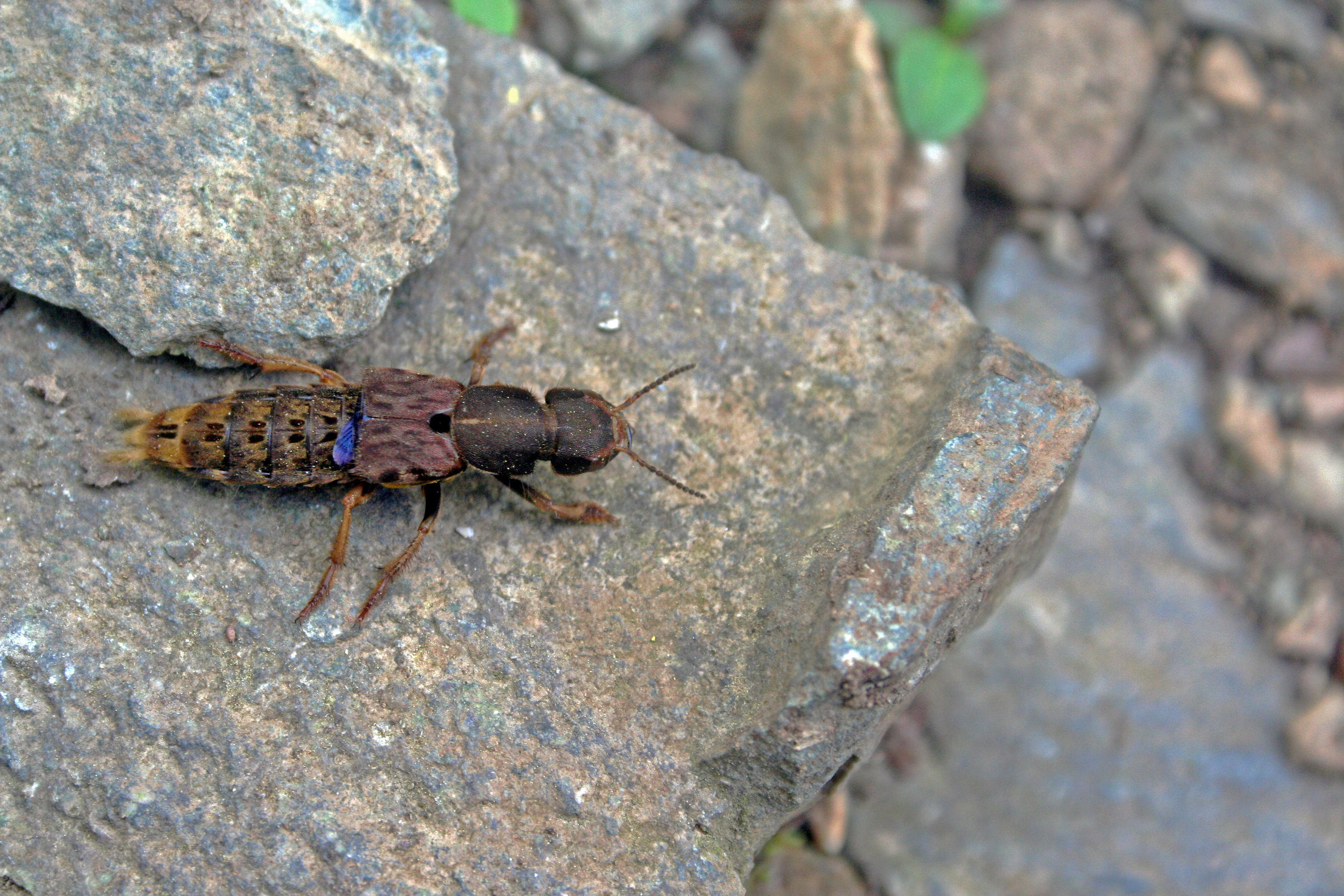 Platydracus maculosus in Shenandoah NP, Virginia 2011