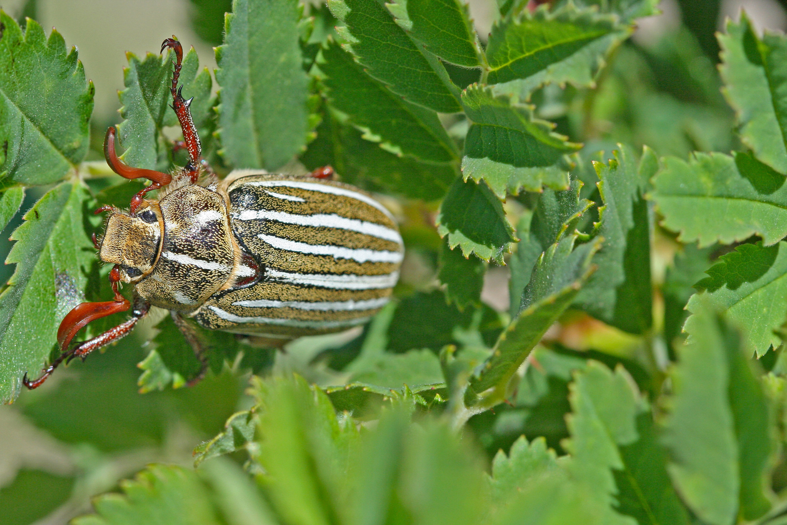 Polyphylla decemlineata in CFB Suffield, Alberta 2013