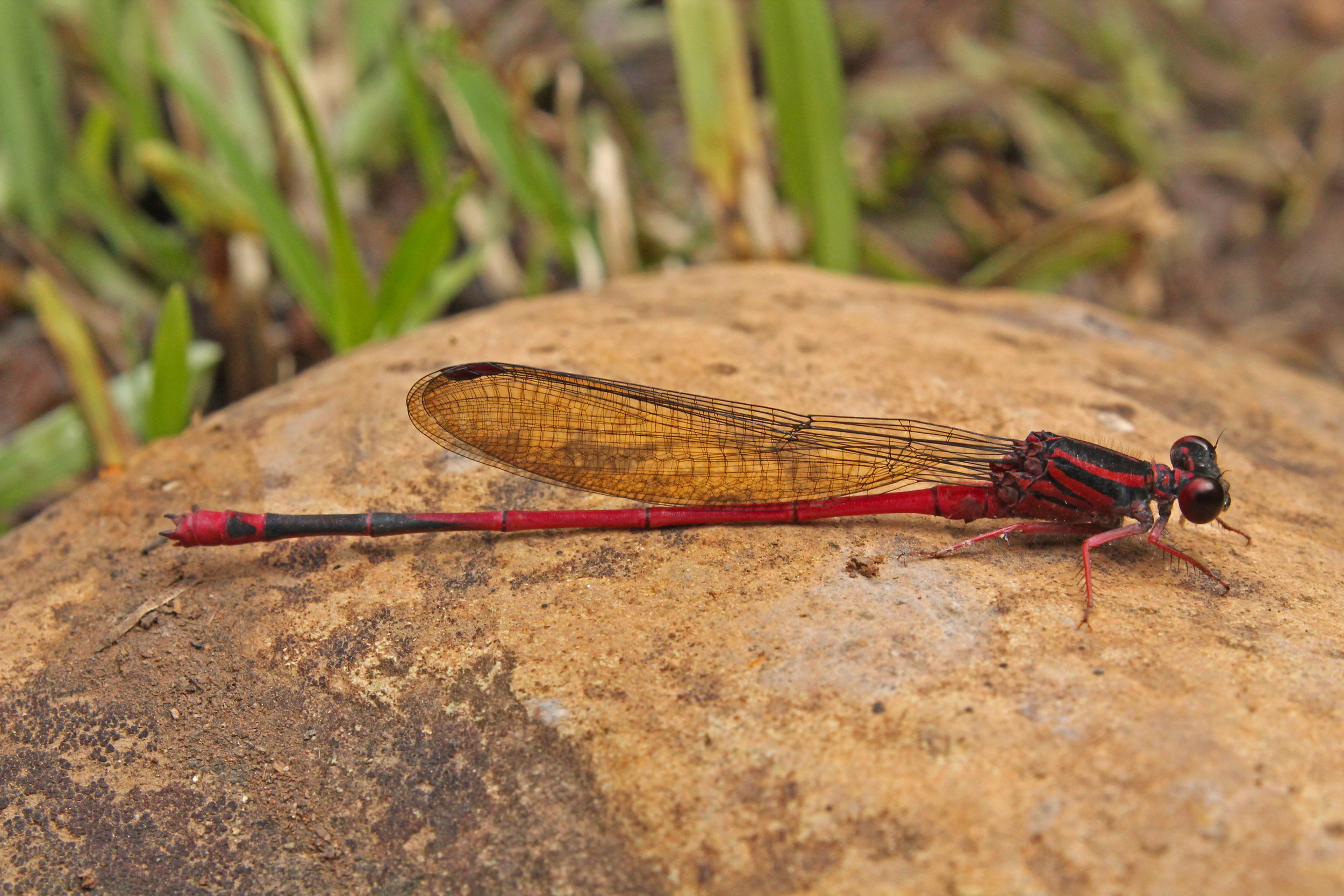 Megalagrion heterogamias in Alakaʻi Wilderness Preserve, Kauaʻi 2015