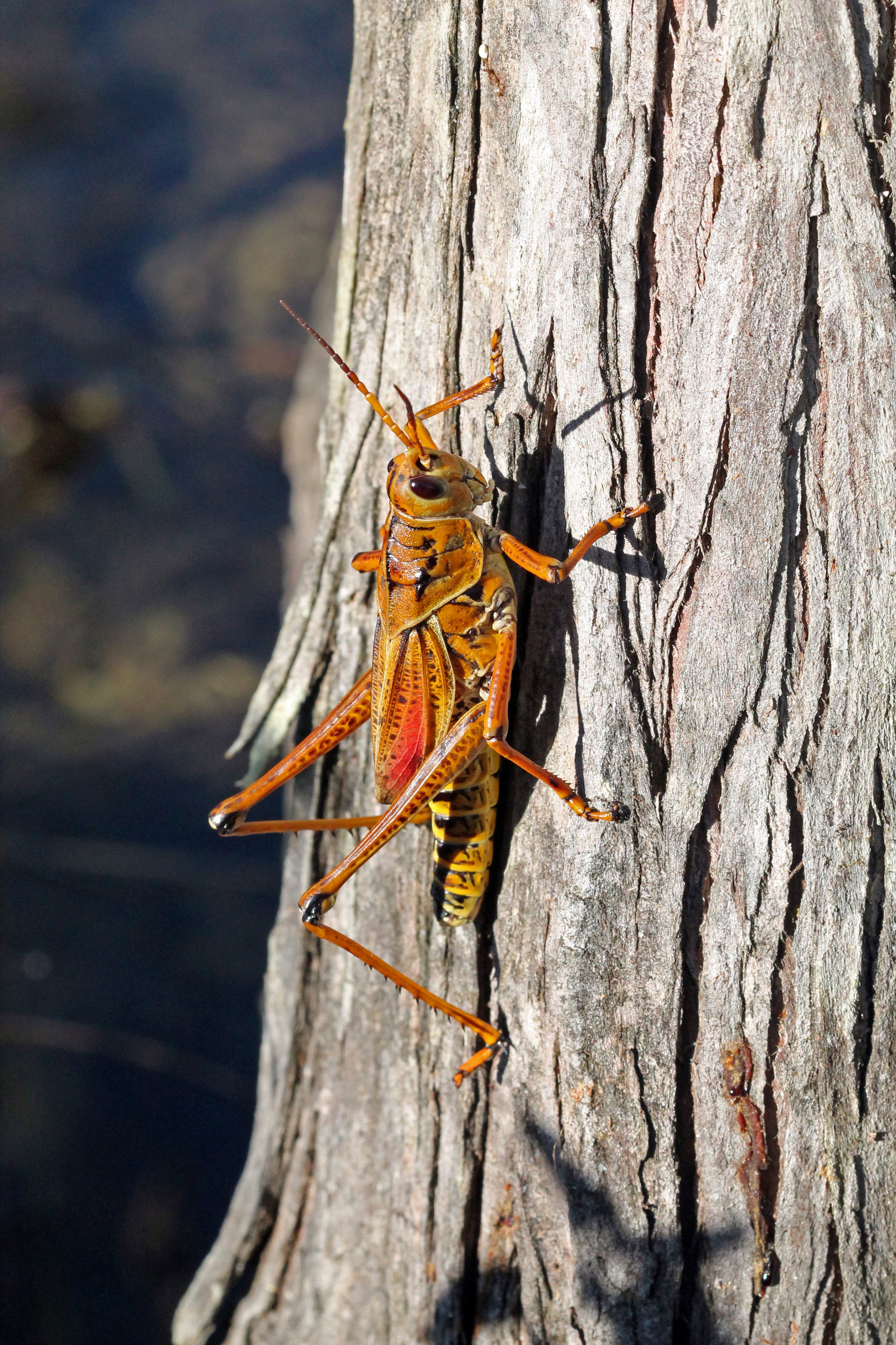 Romalea microptera in Big Cypress National Preserve, Florida 2014