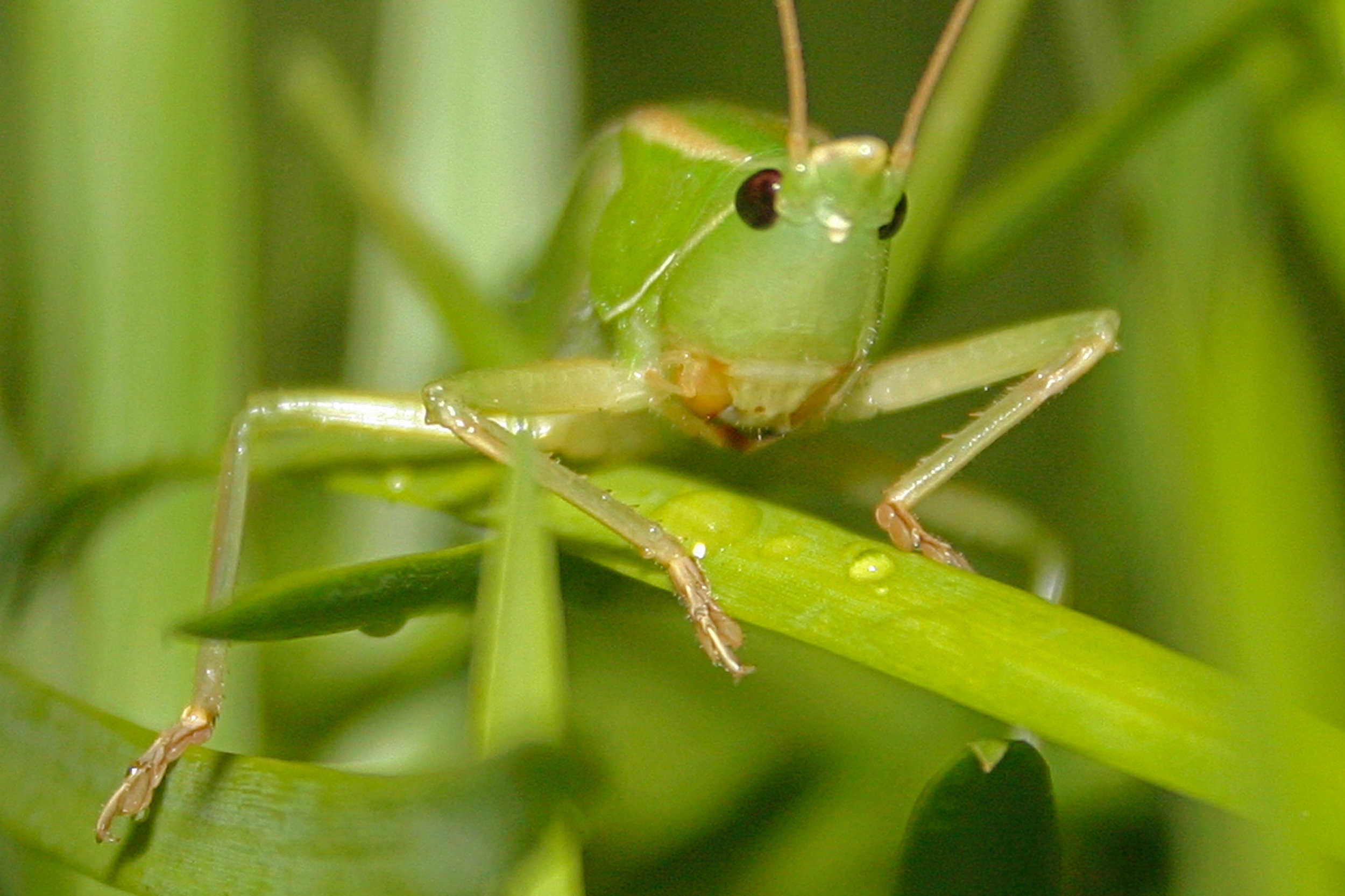 Euconocephalus nasutus in Hilo, Hawaii 2004