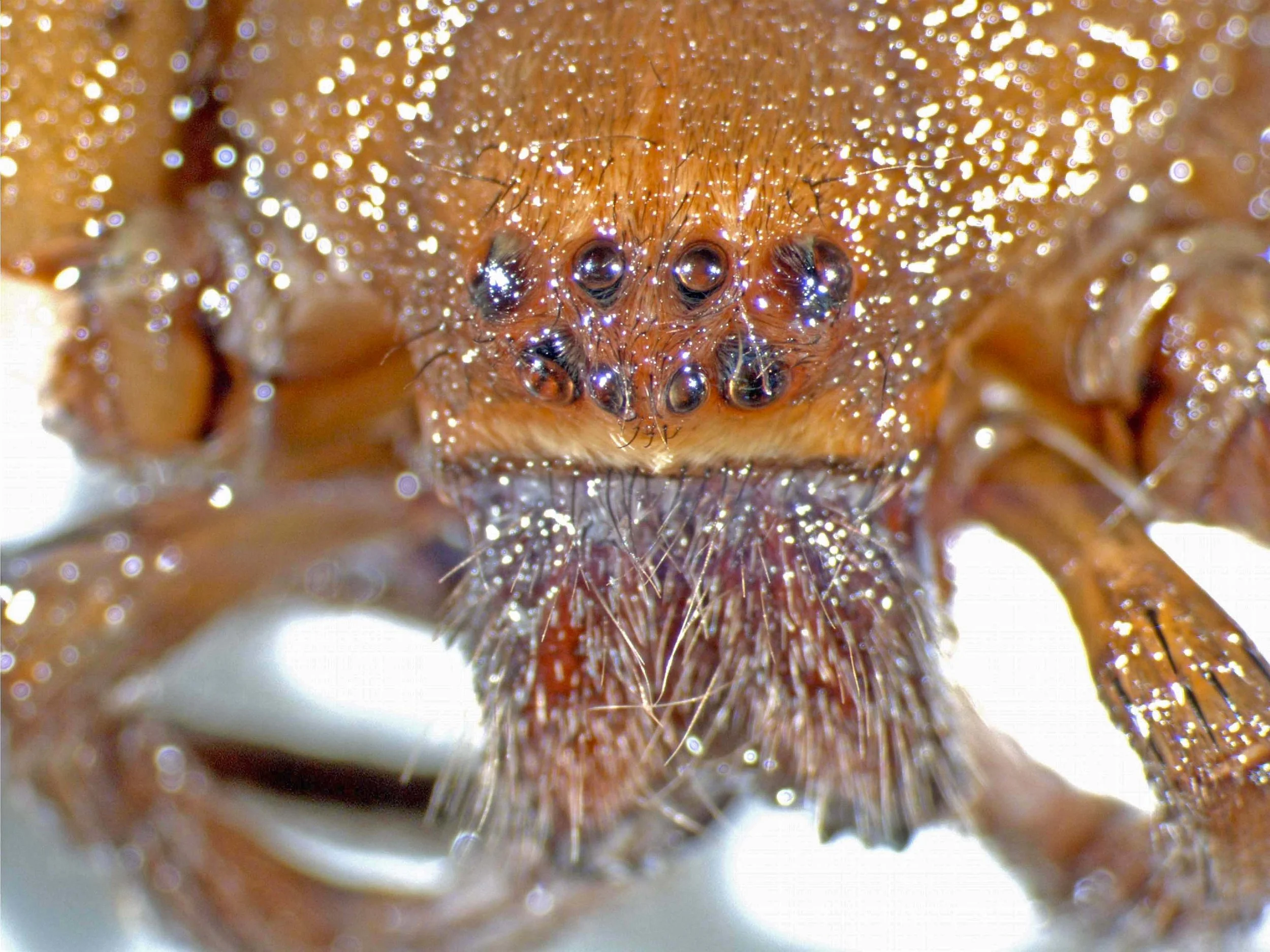 Heteropoda venatoria in Panaʻewa, Hawaiʻi 2004