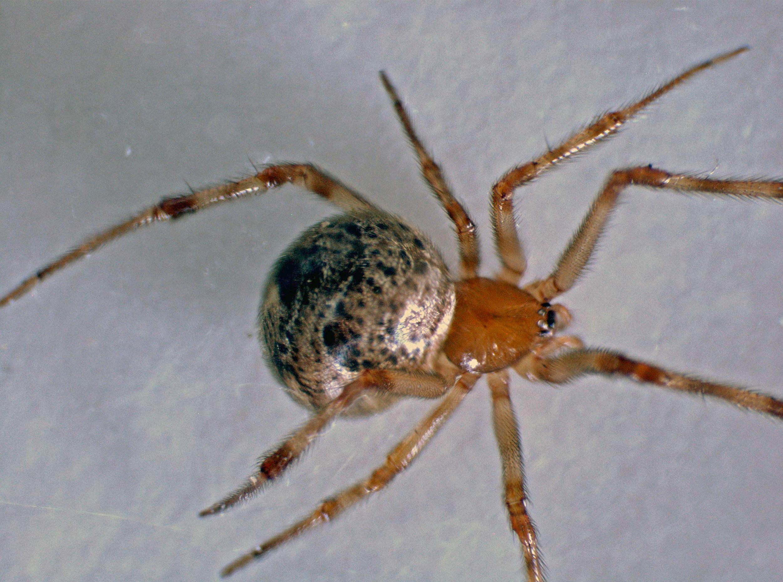 Latrodectus geometricus in Hilo, Hawaiʻi 2003