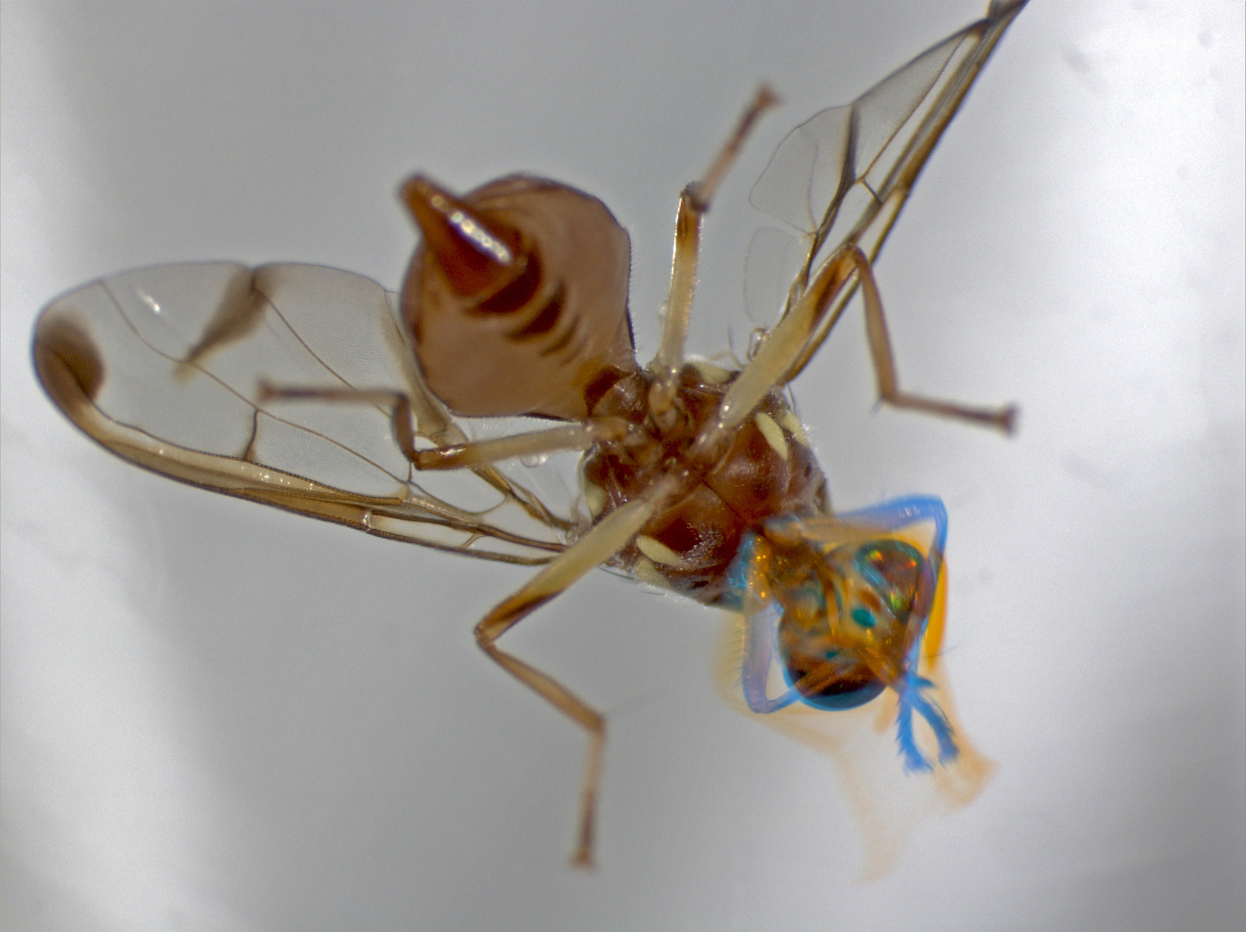 Zeugodacus cucurbitae in Panaʻewa, Hawaiʻi 2003