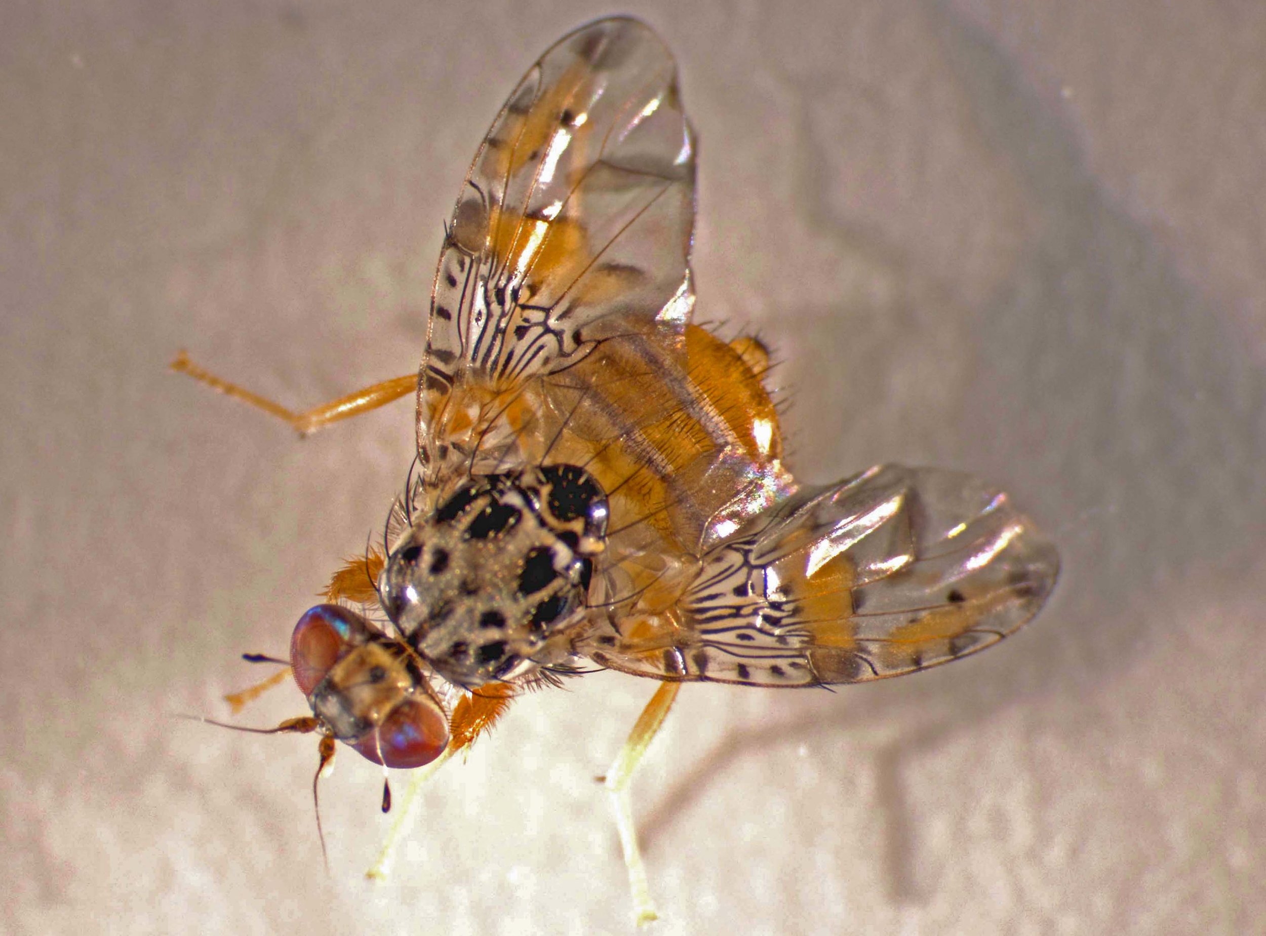 Ceratitis capitata in Panaʻewa, Hawaiʻi 2004