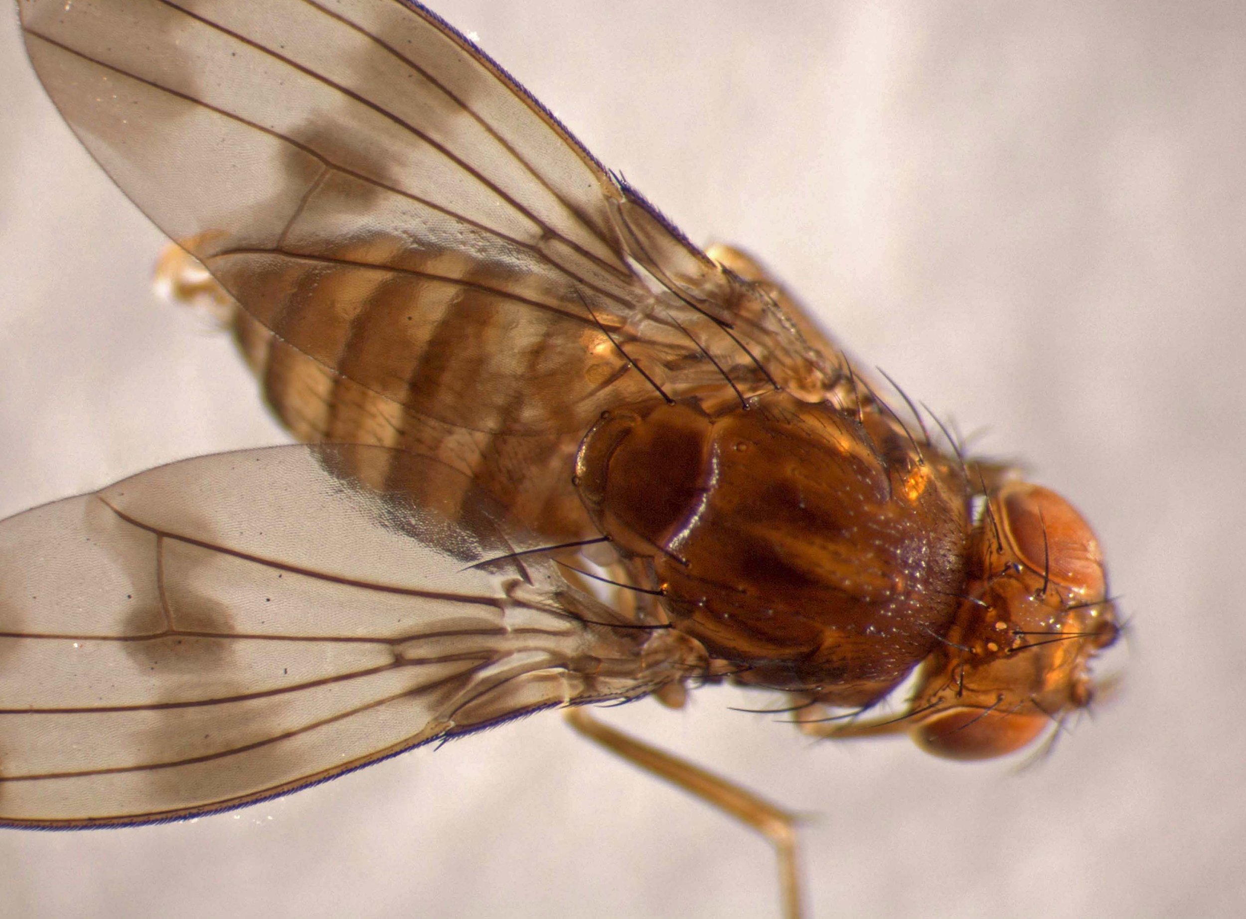 Drosophila hawaiiensis on Stainback Hwy, Hawaiʻi 2004