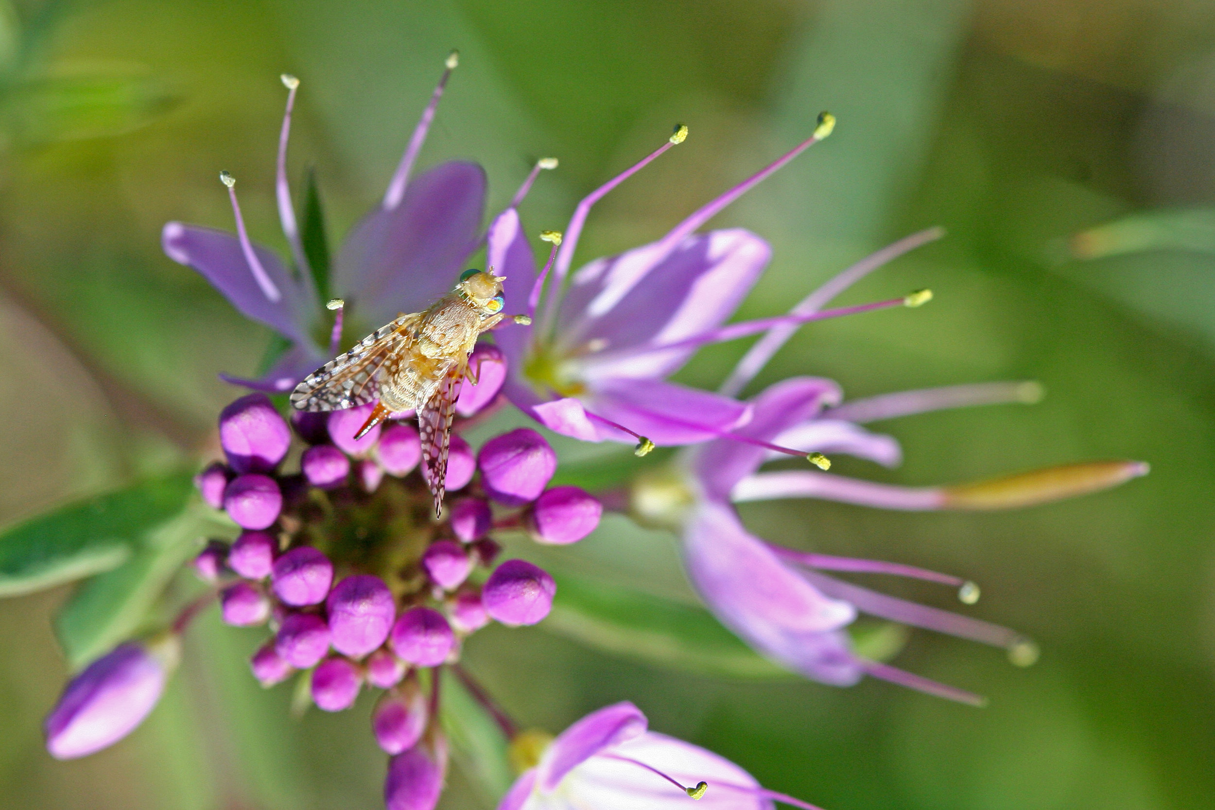 Euaresta aequalis on Cleomella serrulata in CFB Suffield, Alberta 2013