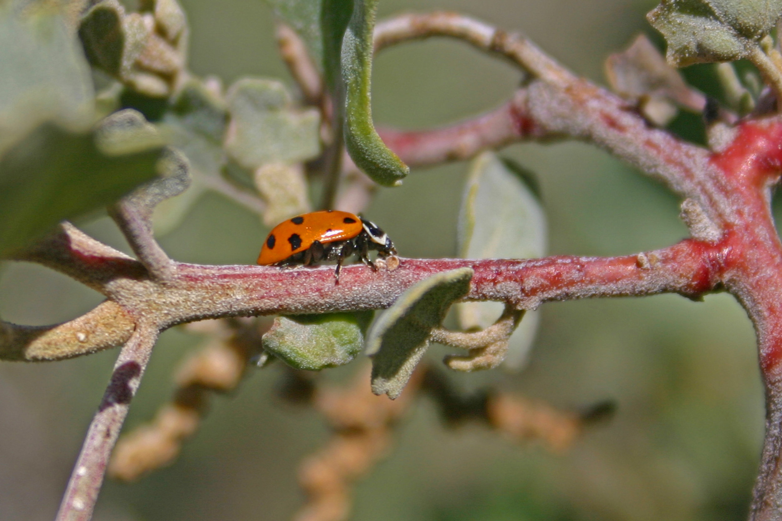 Hippodamia convergens on Chenopodium oahuensis on Saddle Road, Hawaiʻi 2005