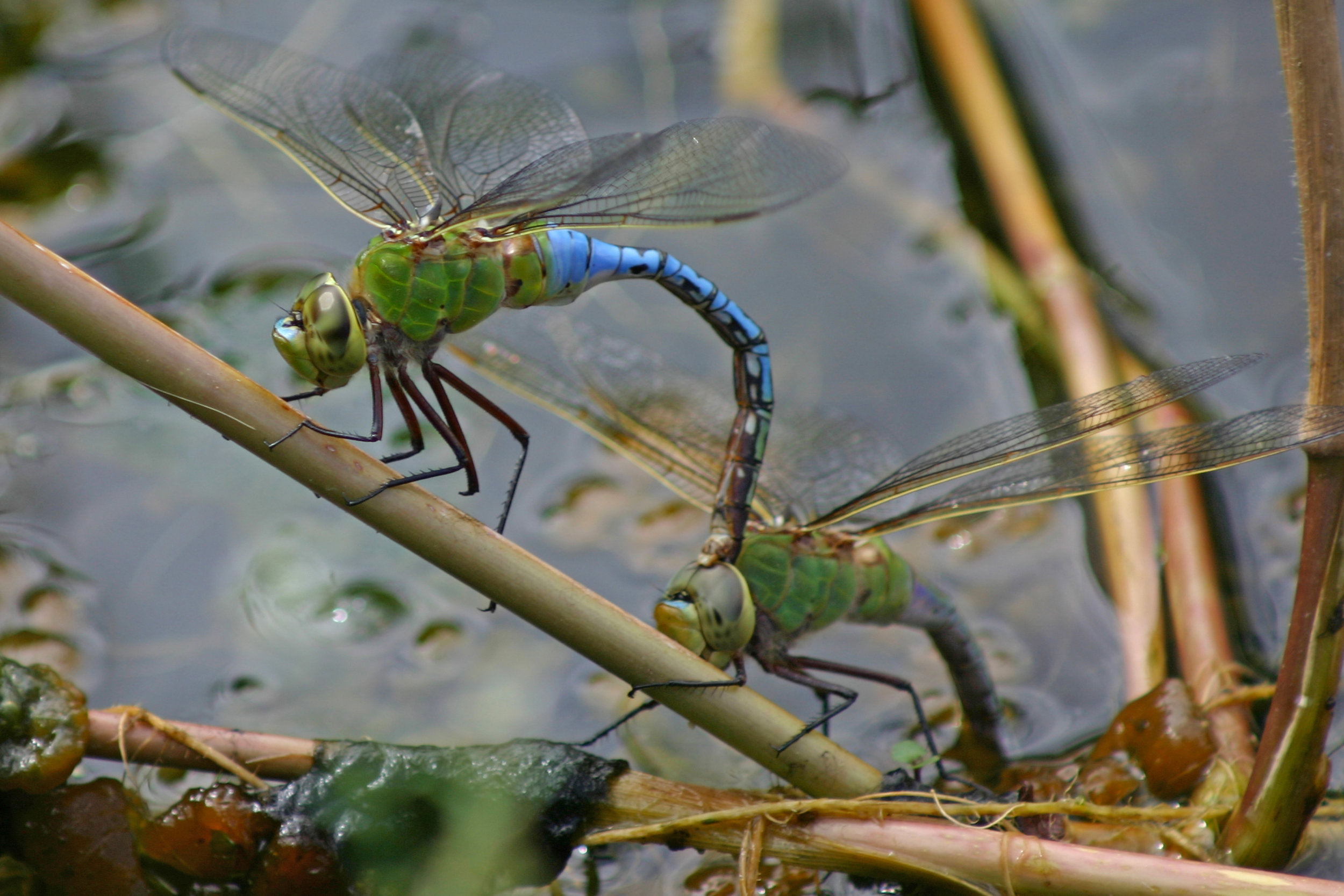 Anax junius in Hilo, Hawaii 2004