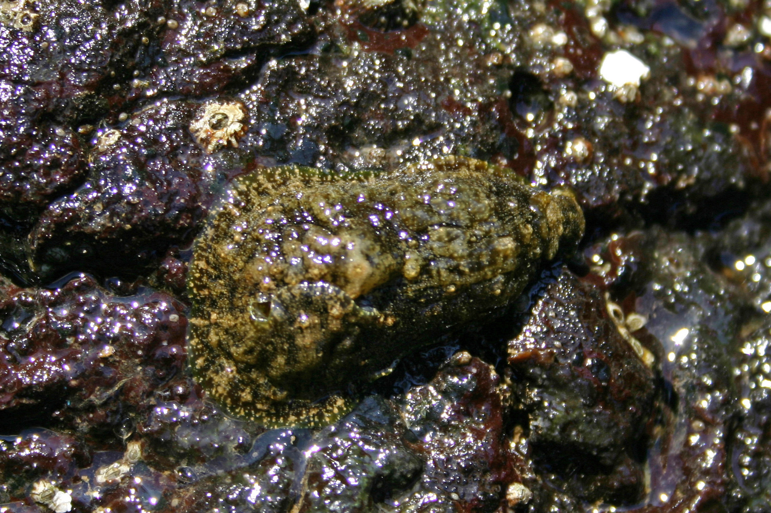 Dolabrifera dolabrifera in Richardson Bay, Hawaii 2004