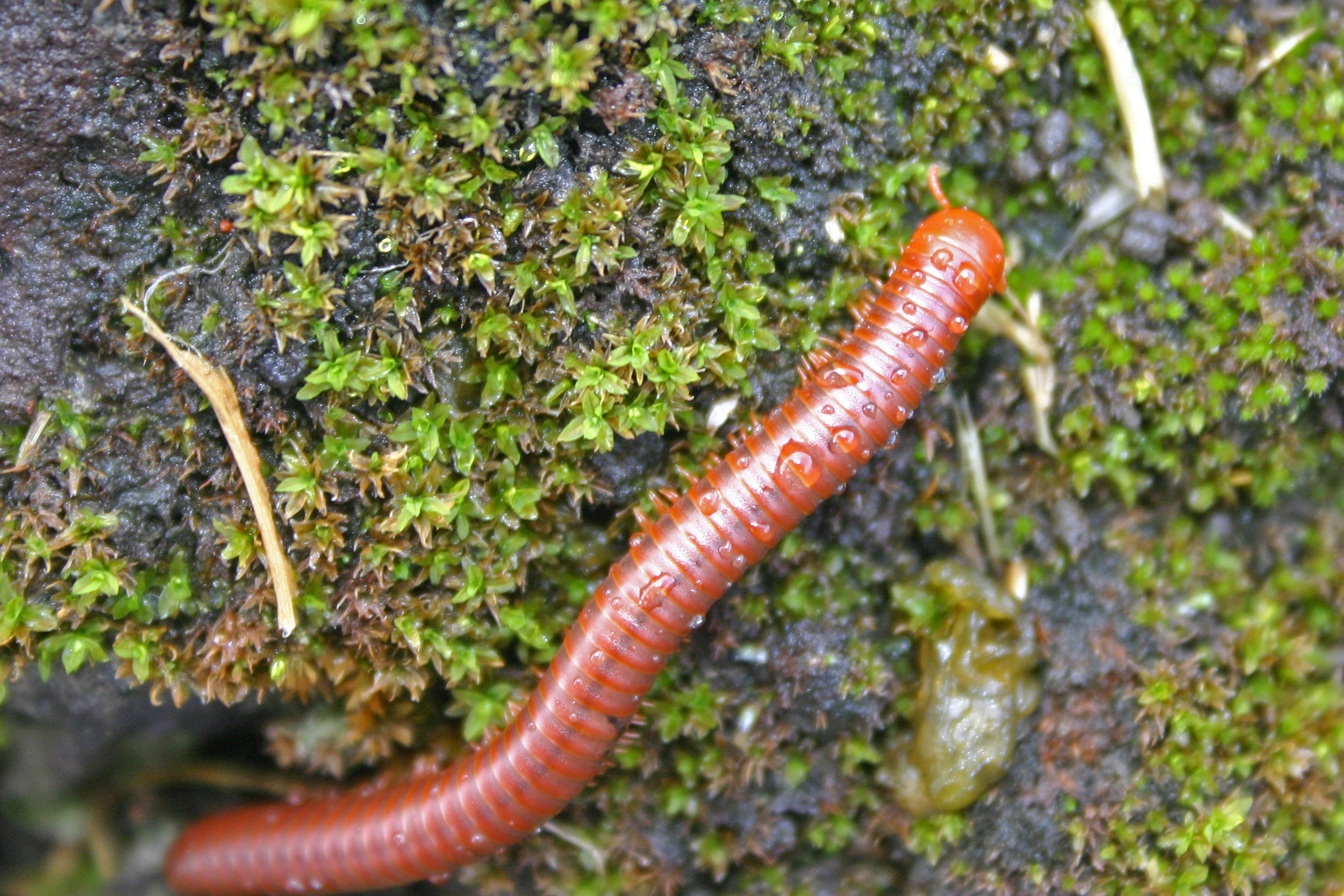 Trigoniulus corallinus in Hilo, Hawaii 2004