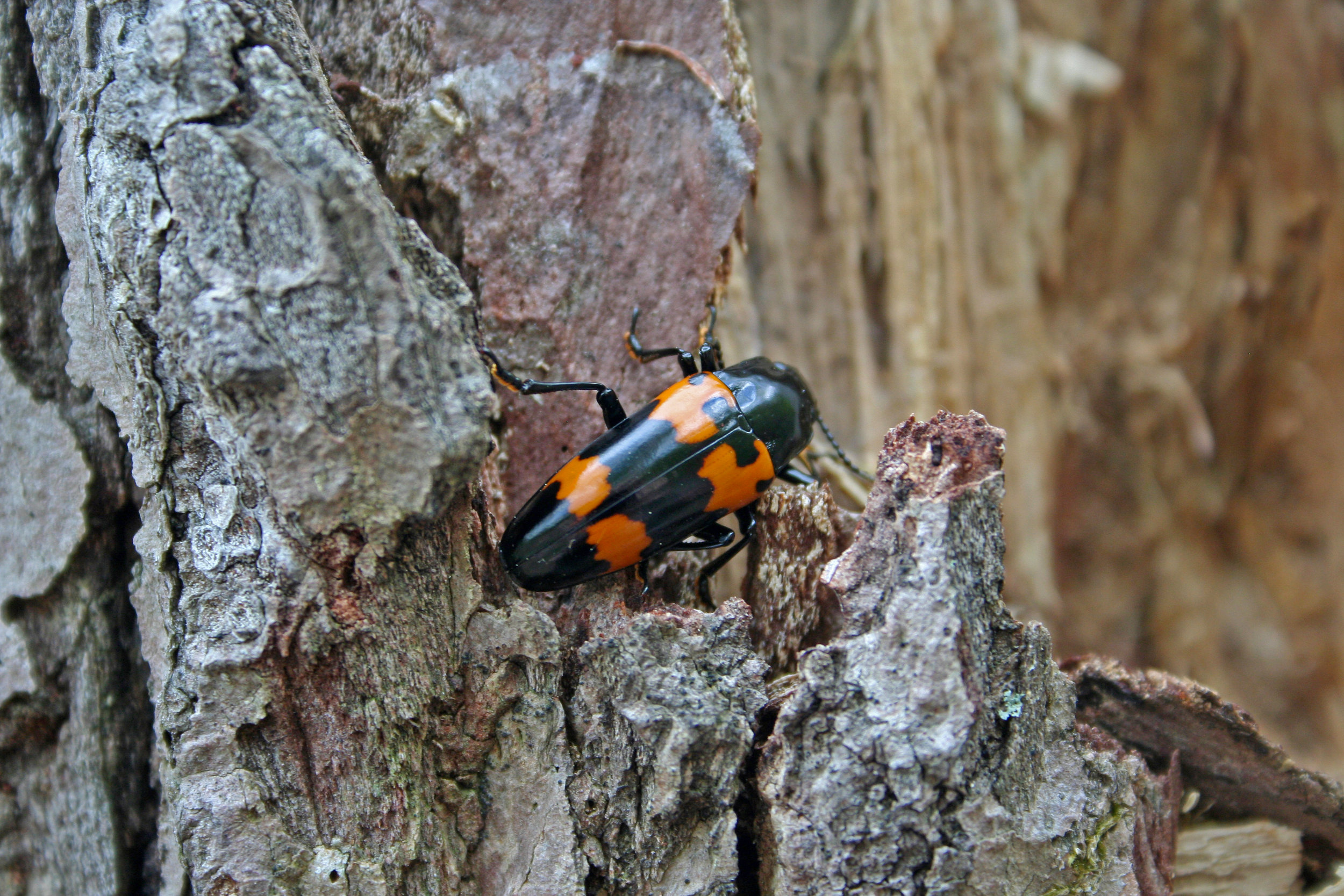 Megalodacne heros in Shenandoah NP, Virginia 2011