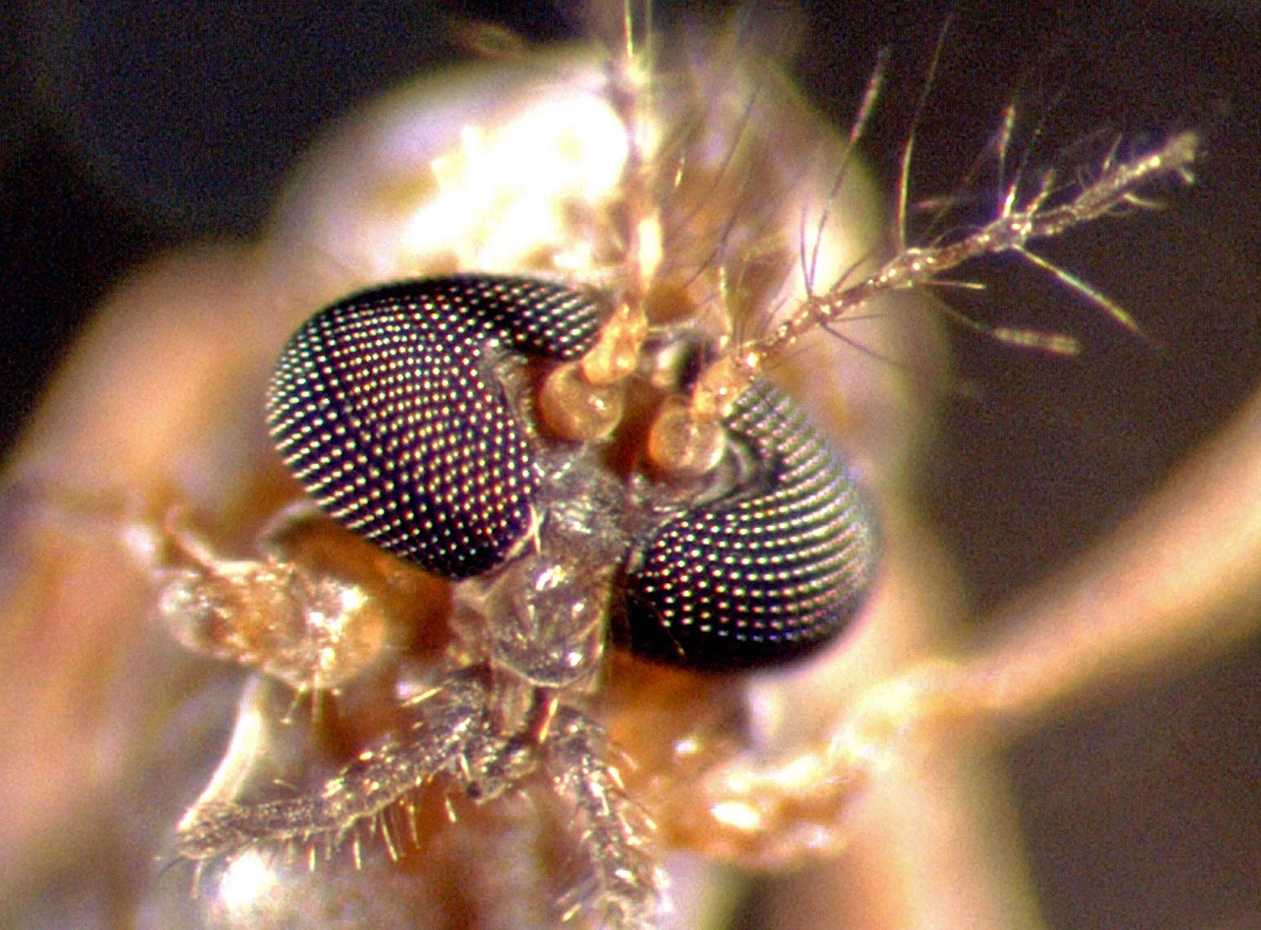 Chironomus esakii in Panaewa, Hawaii 2004