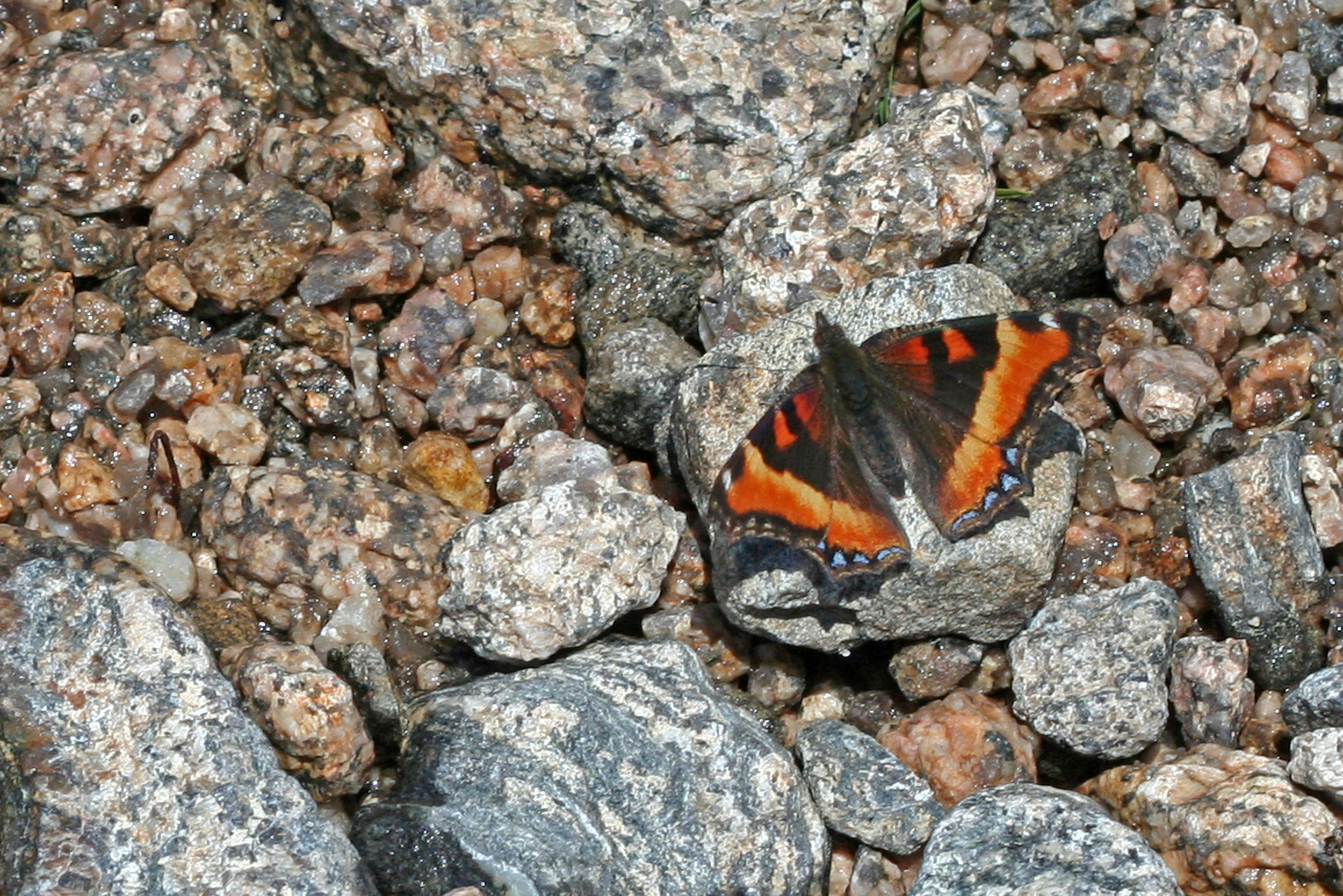 Aglais milberti at Longs Peak in Rocky Mountain NP, Colorado in 2013