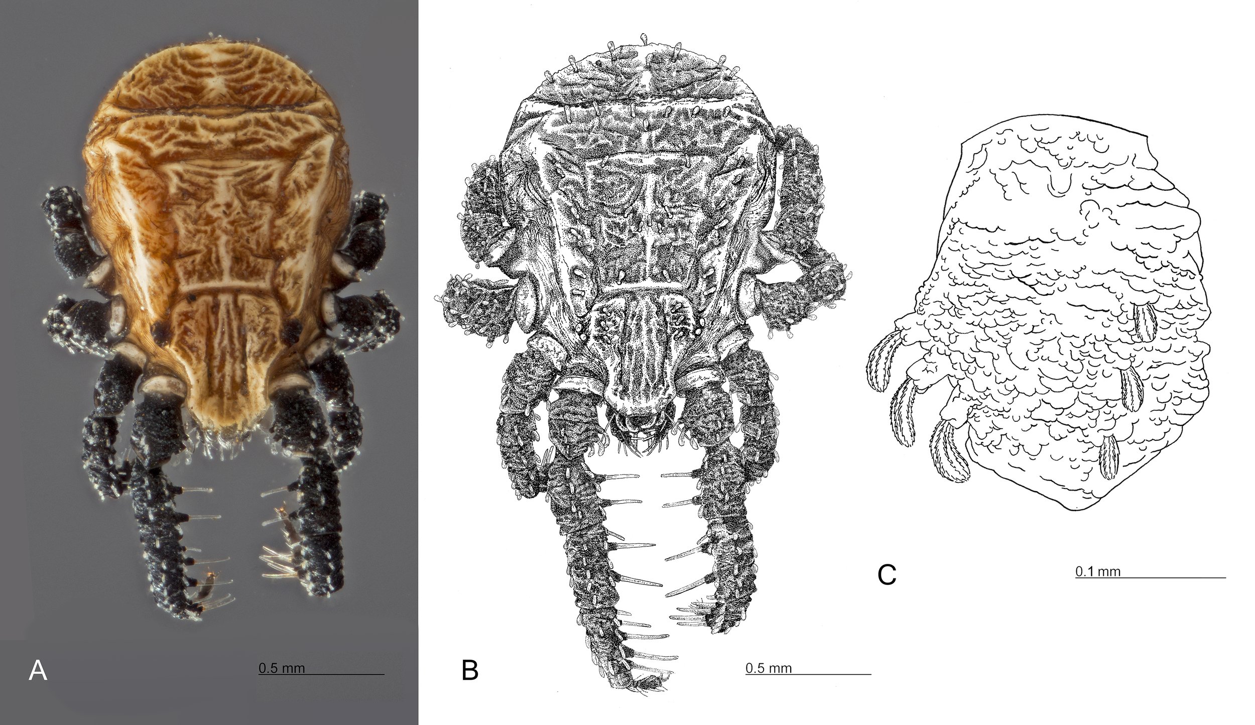 Caeculus cassiopeiae