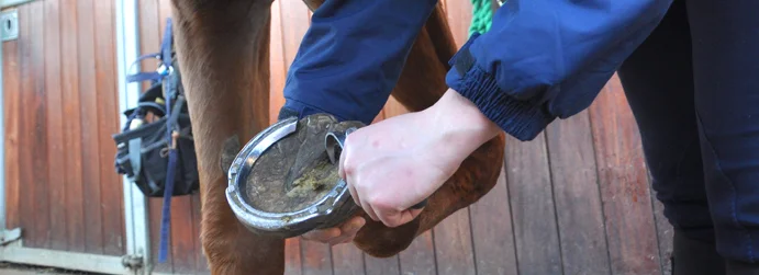 FE_Horse-Care-and-Management_005-1.jpg