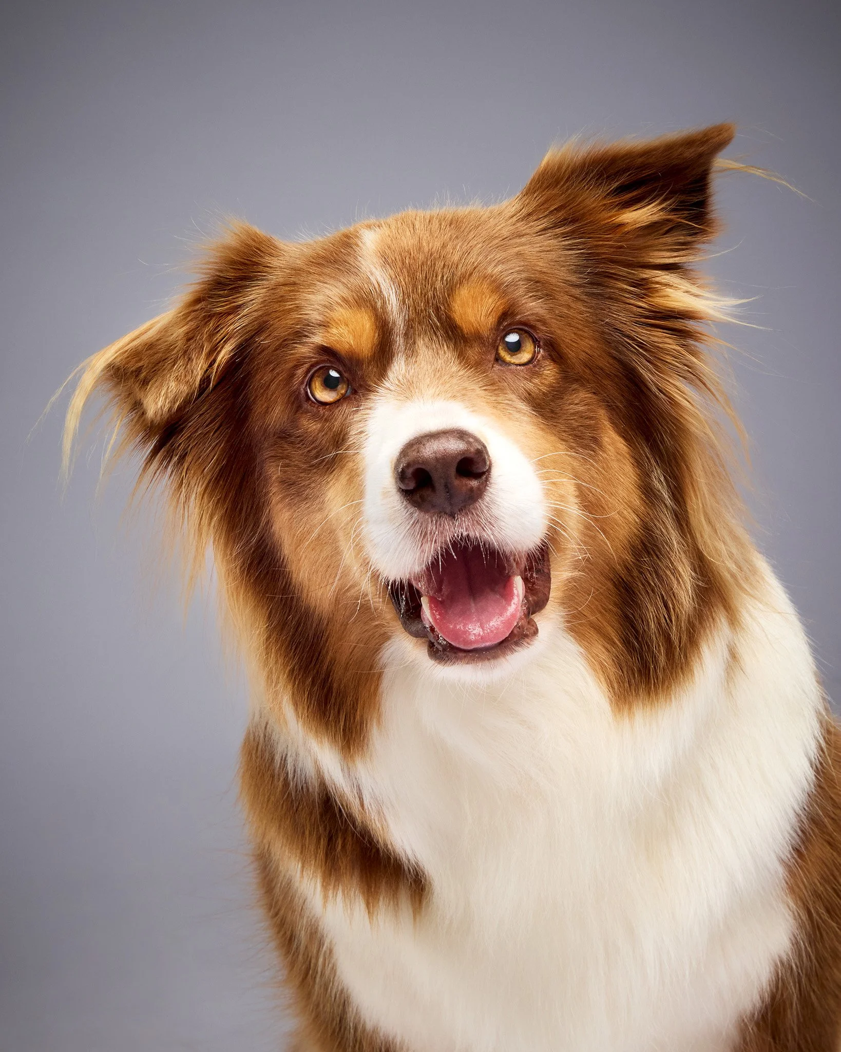 Maple-Paws by Ciroa Home Studio2591.jpg