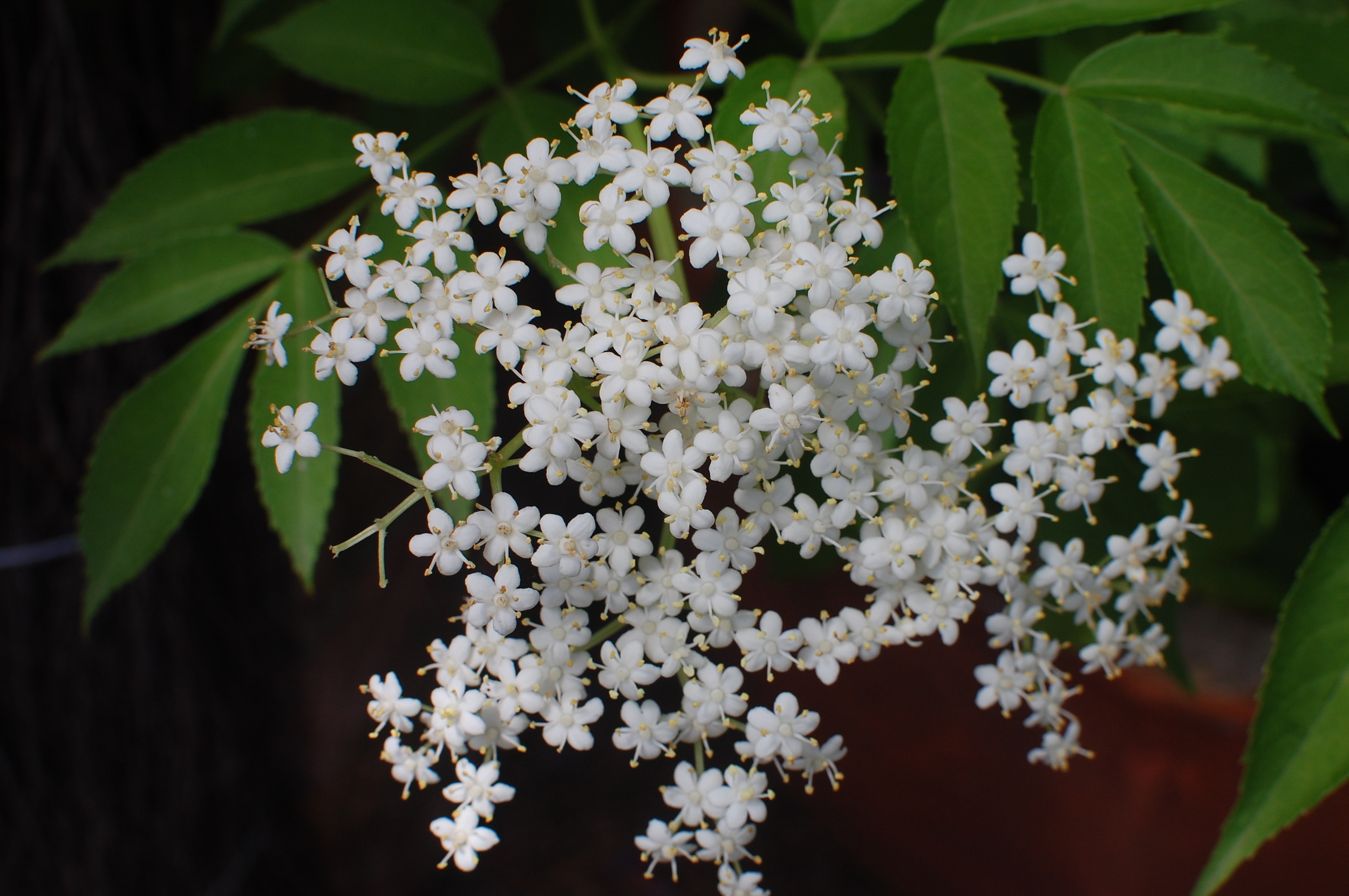 elderflower.jpg